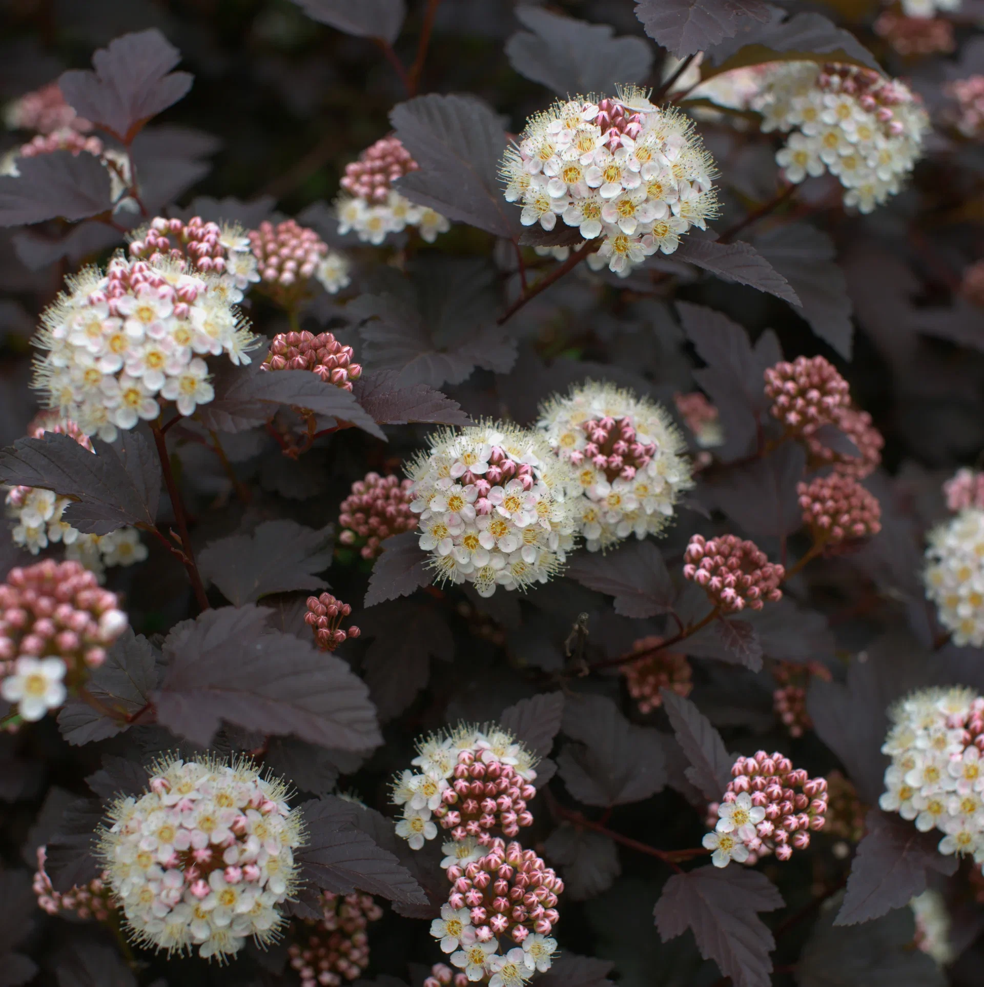 Physocarpus opulifolius 'Diabolo' 4,5L