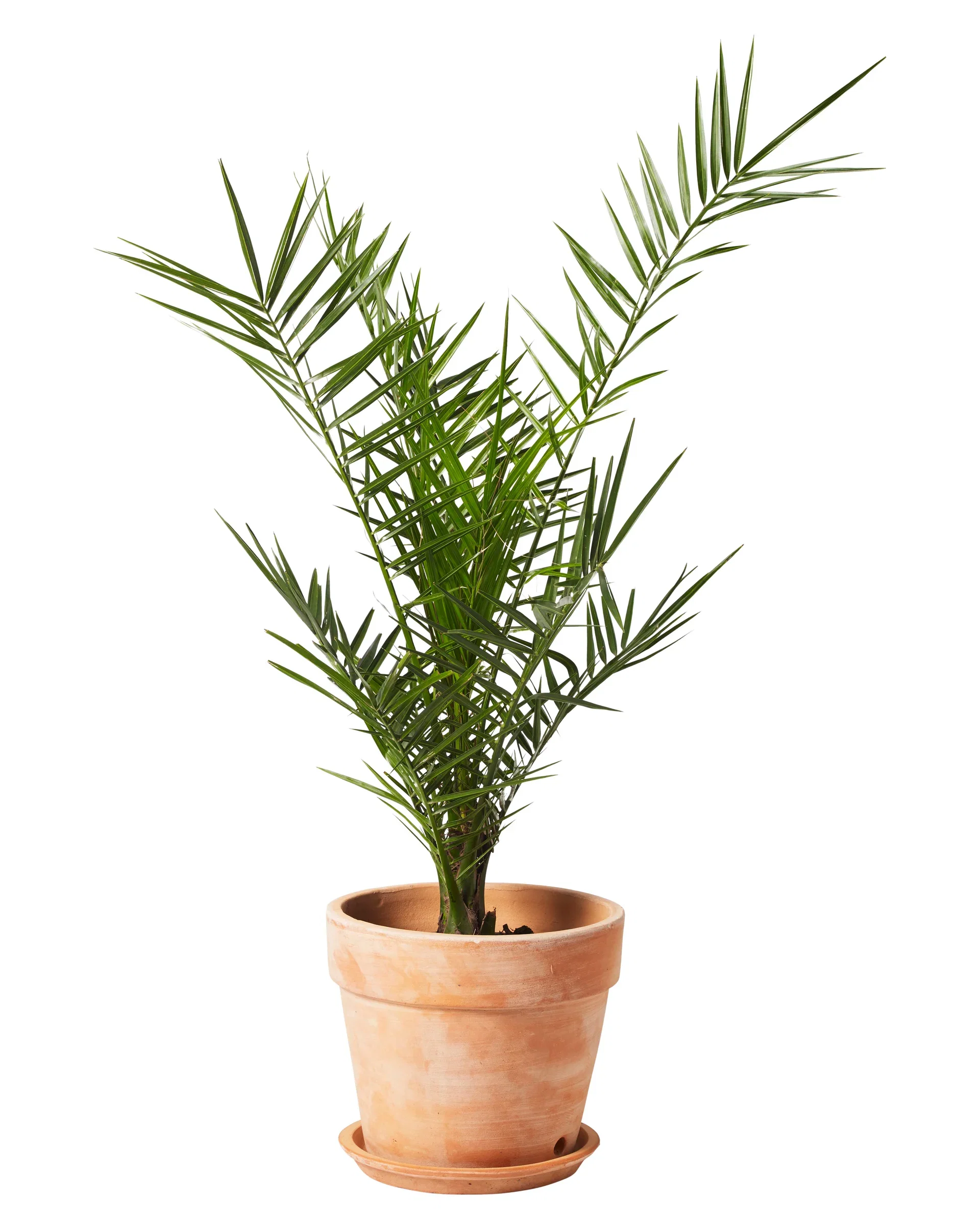 Kanaripalme