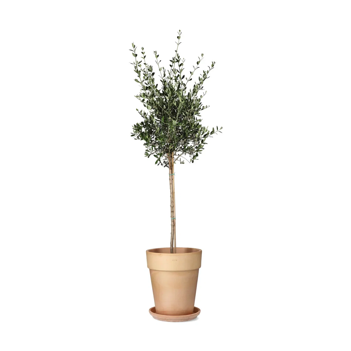 Olea europaea stem 24 cm