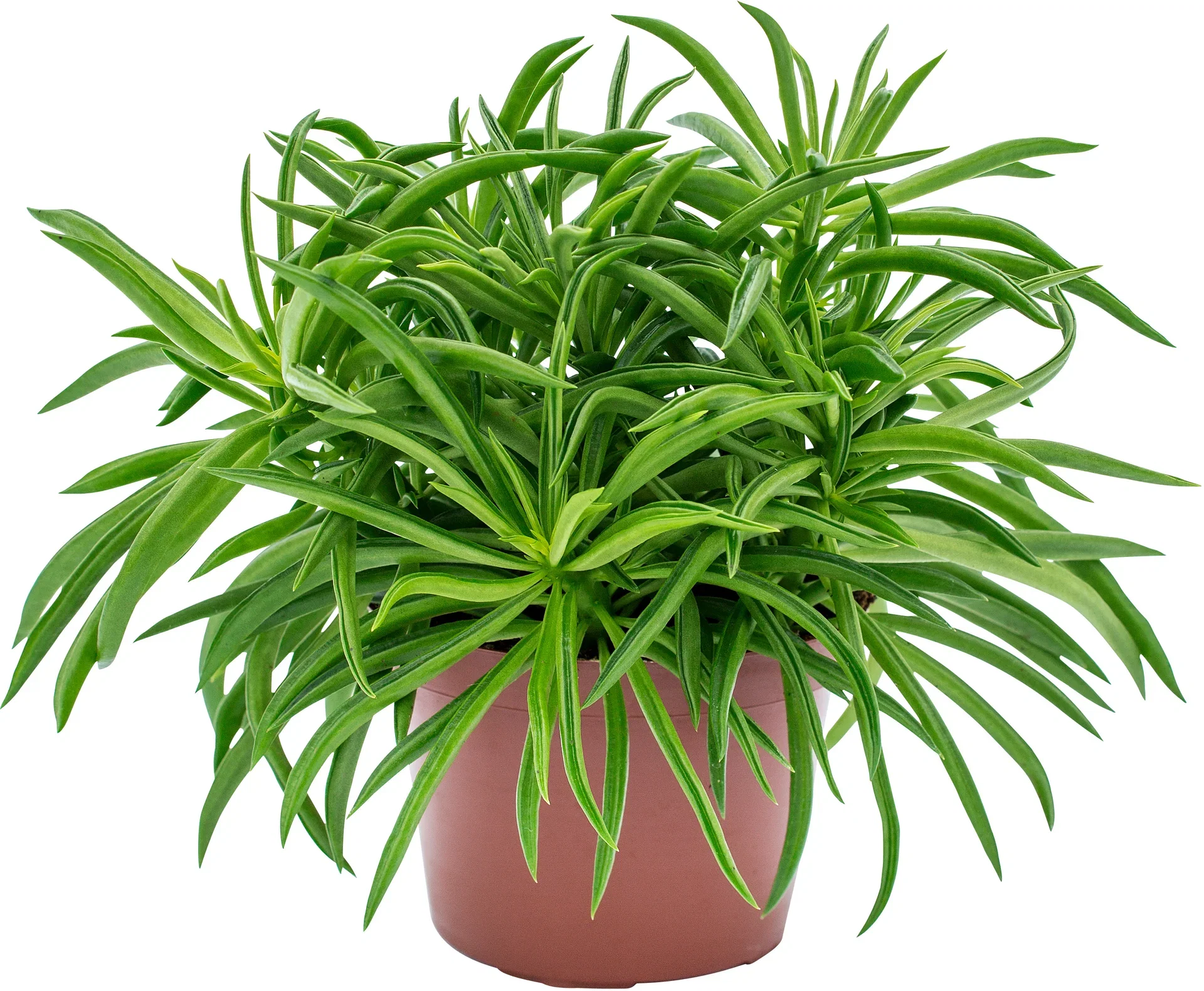 Peperomia 'Nevada'