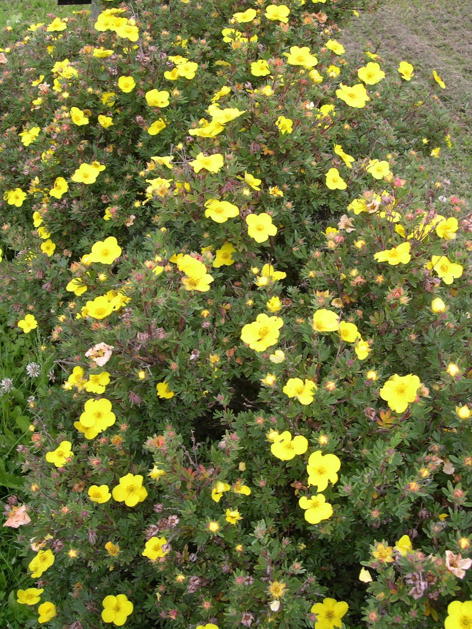 Buskmure 'Goldteppich'