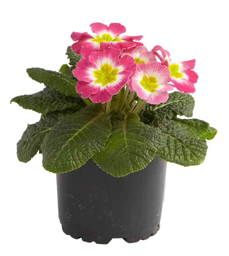 Primula