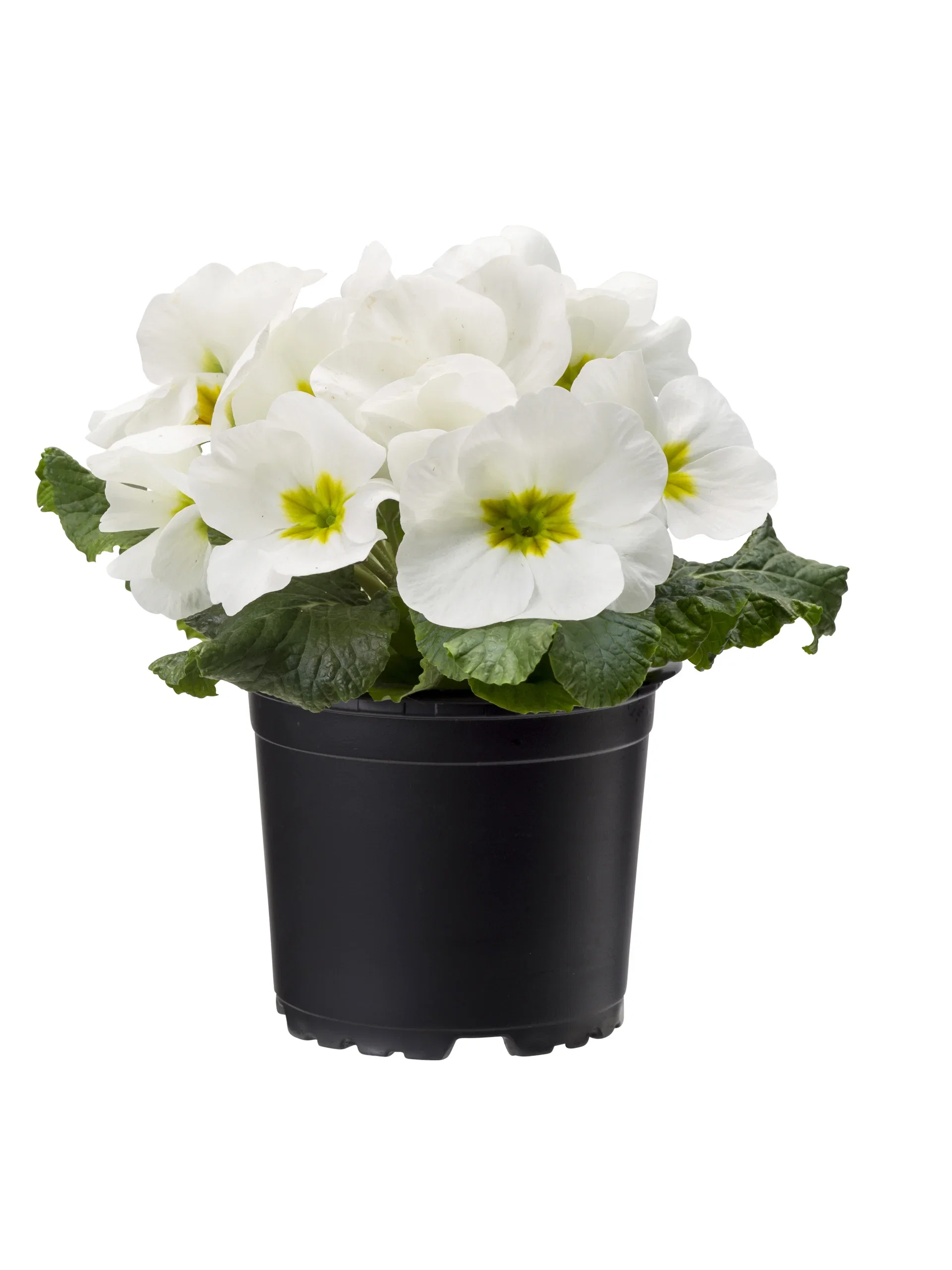 Primula