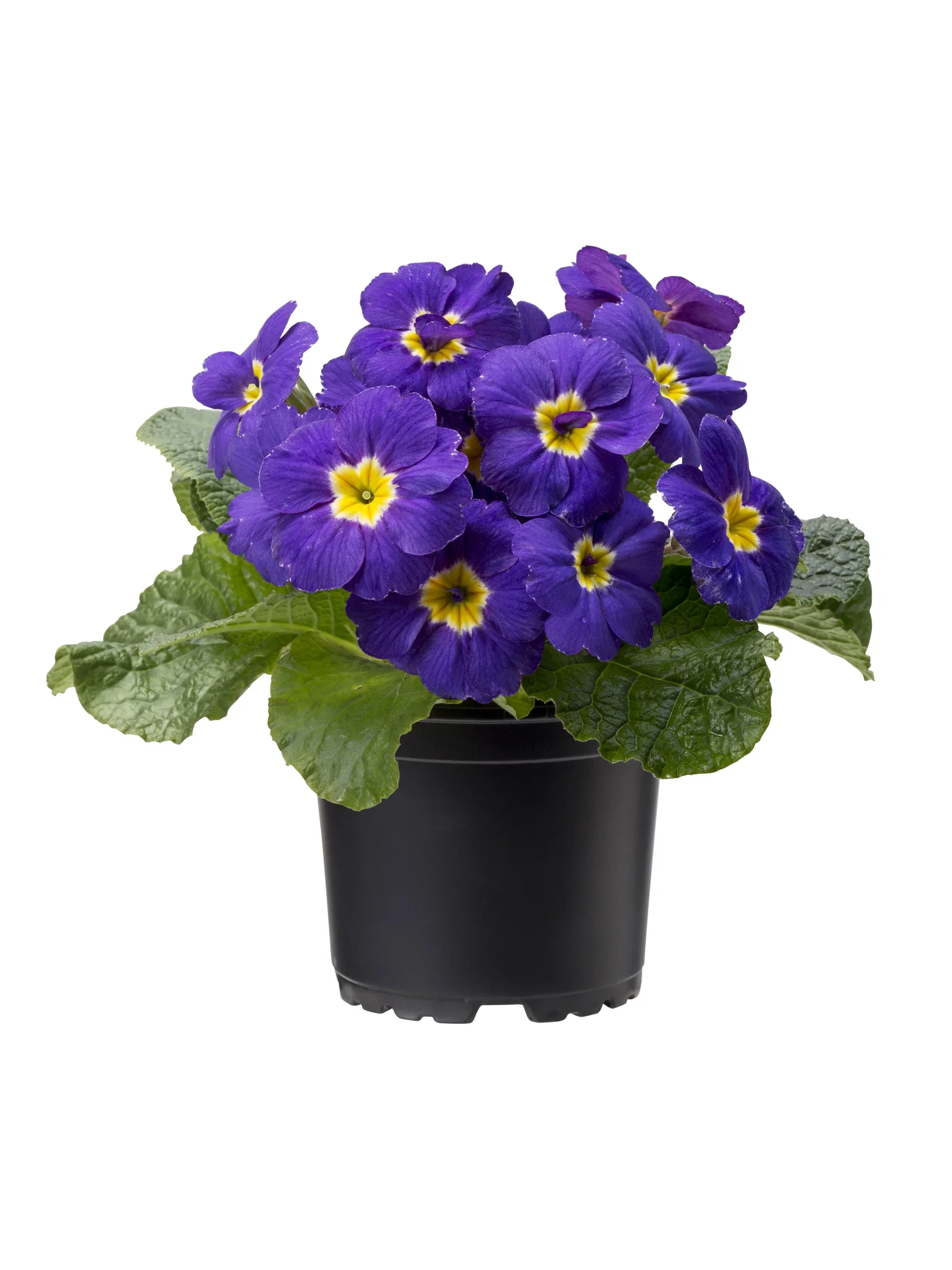 Primula