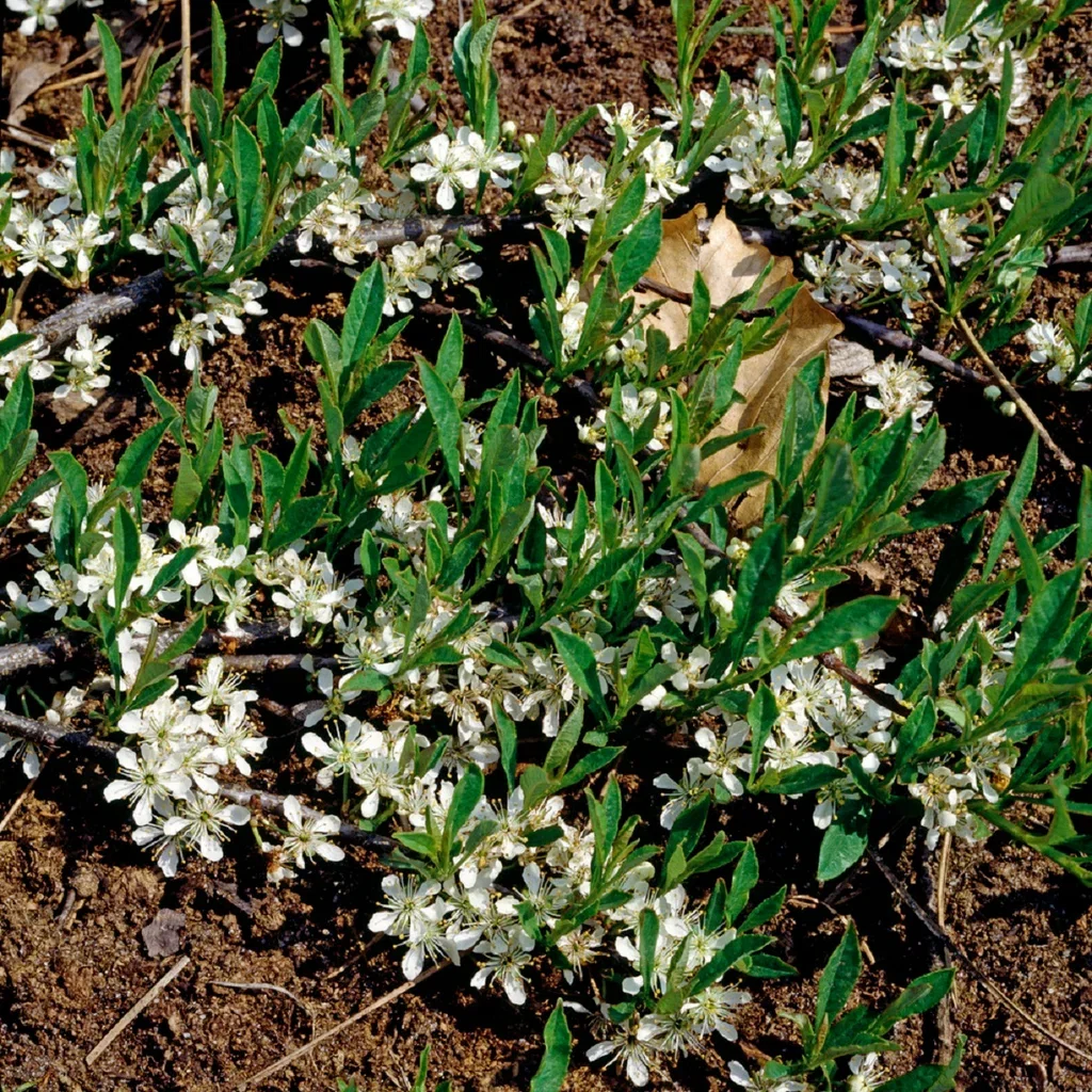 Prunus pumila var. depressa 4,5L