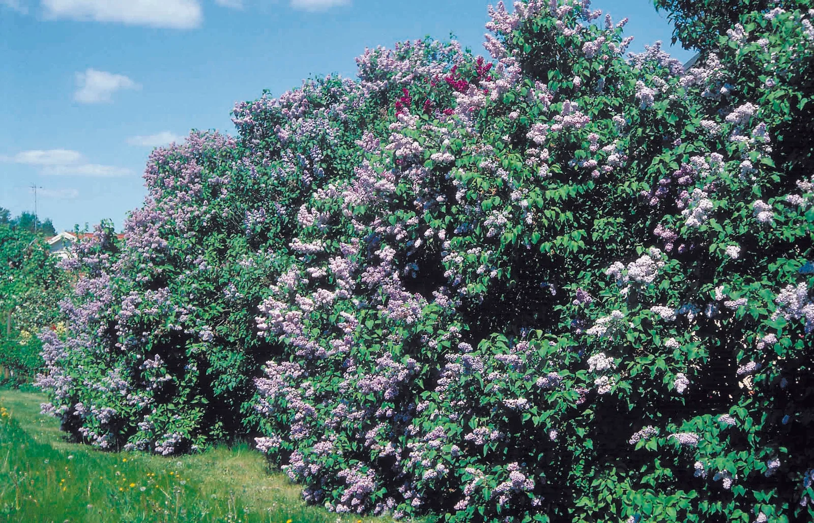 Syringa vulgaris 4,5L