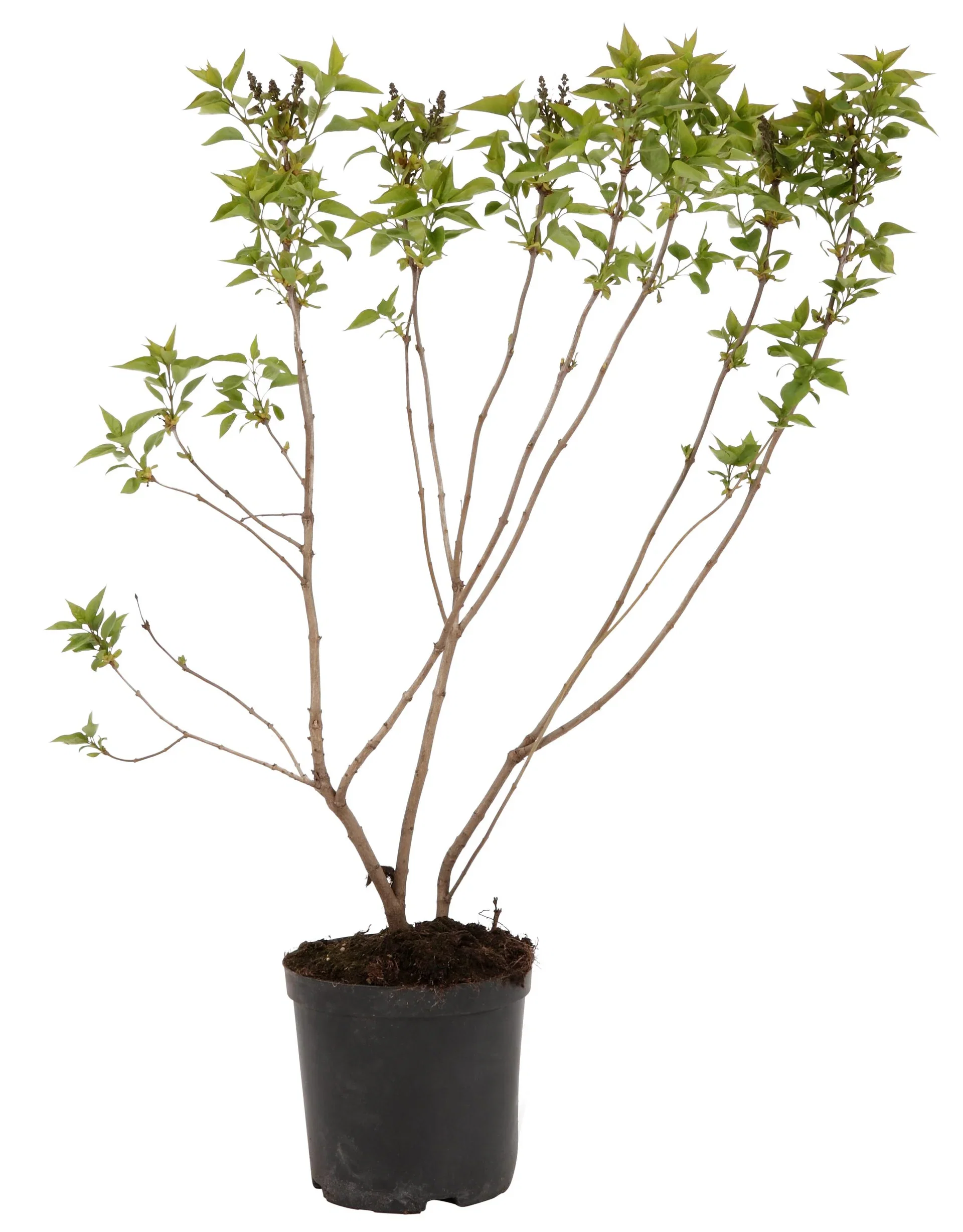 Syringa vulgaris 4,5L