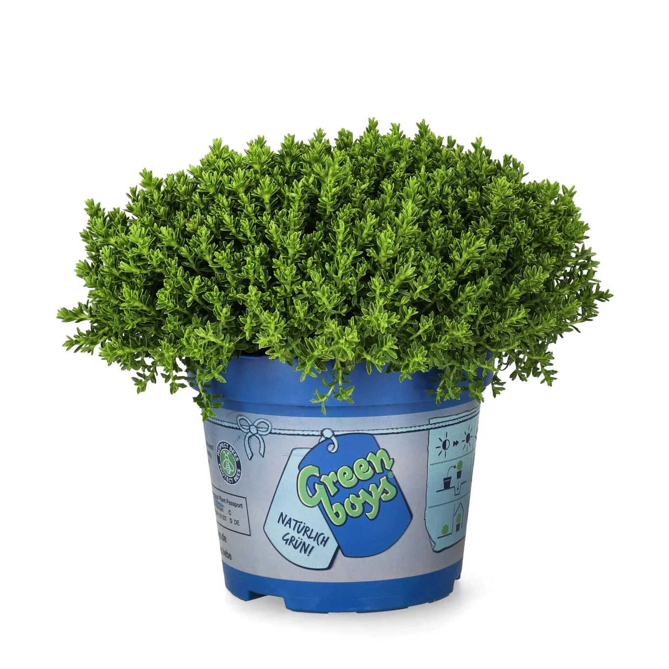 Hebe 'Green Boy´s' 12 cm