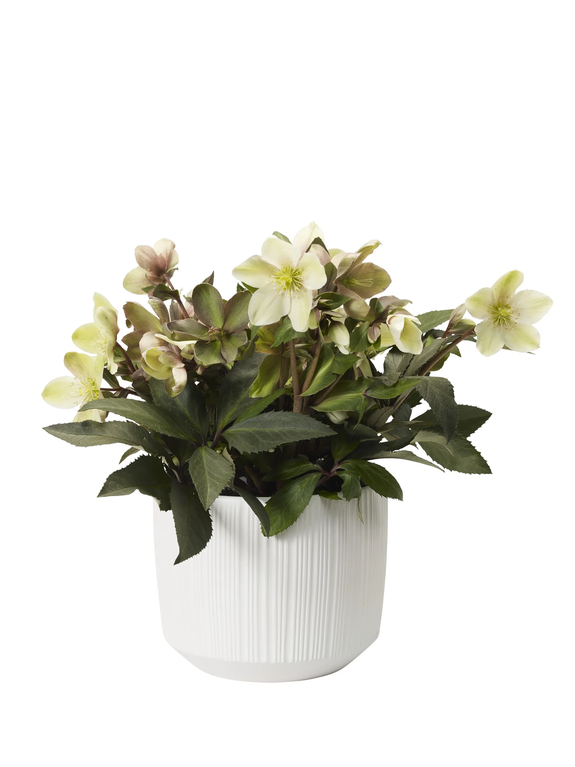 Helleborus 'Beauty Princess' 17 cm