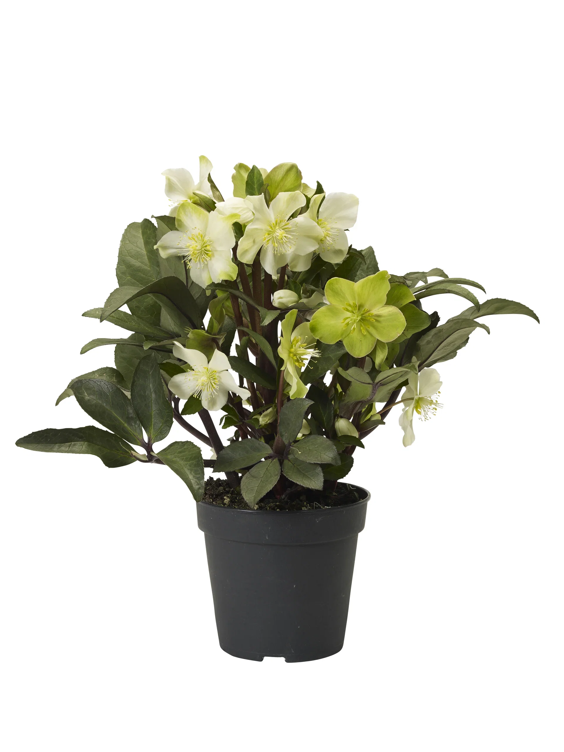 Helleborus 'Beauty Princess' 17 cm