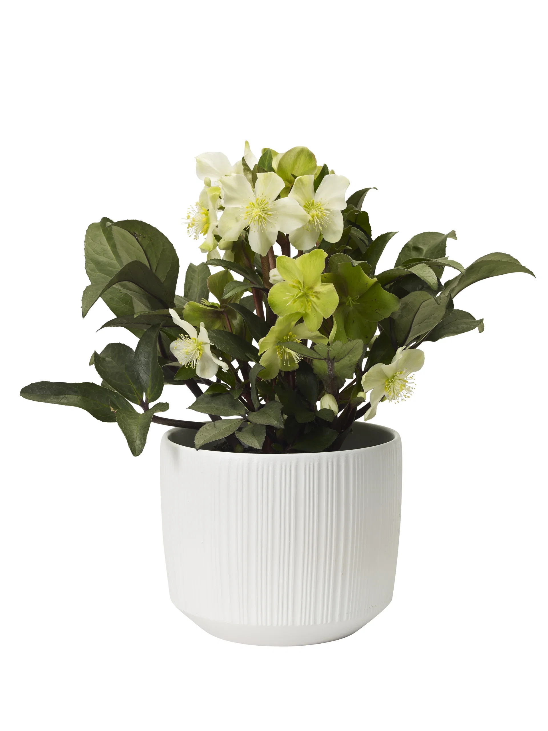 Helleborus 'Beauty Princess' 17 cm