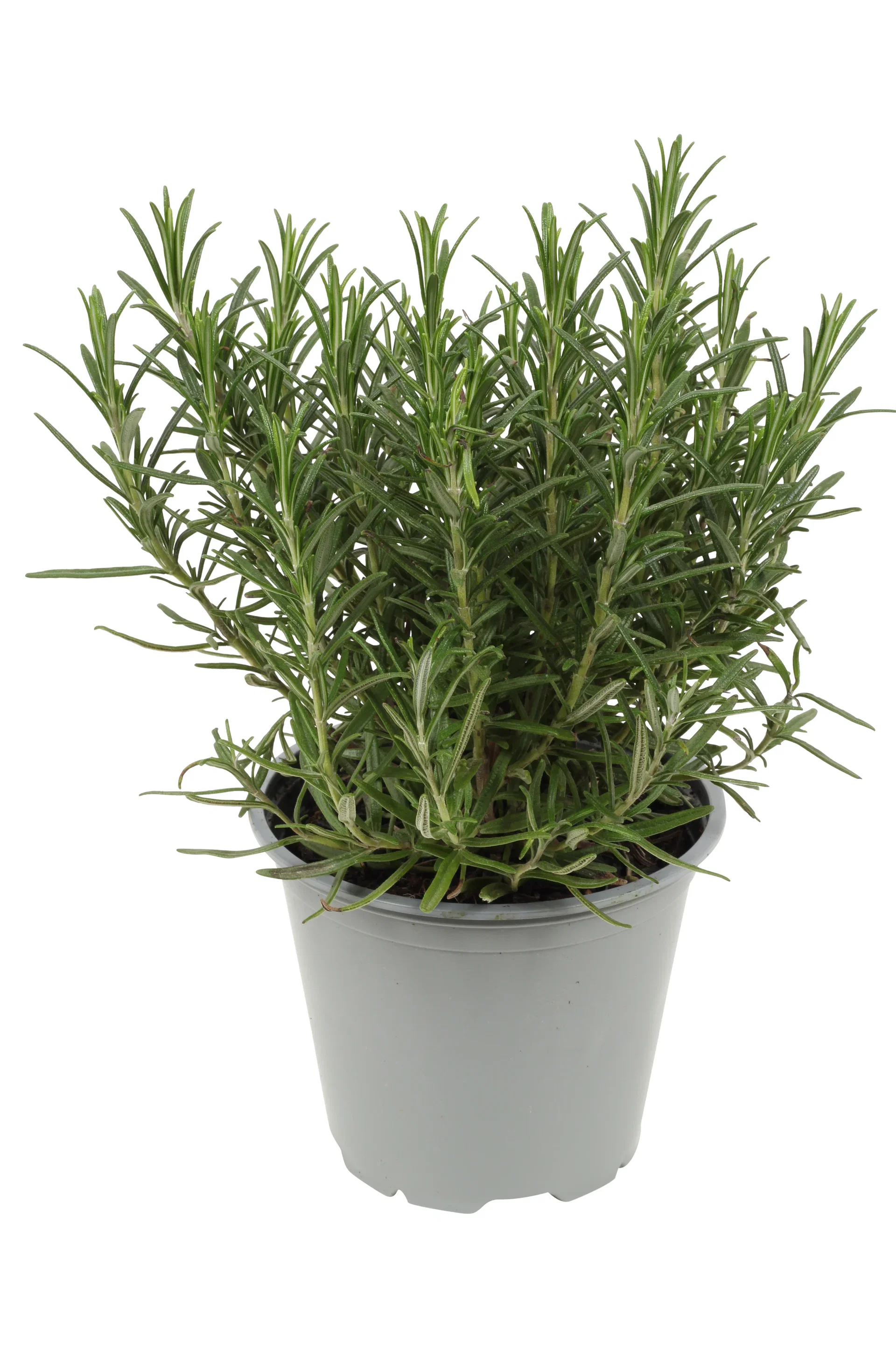 Rosmarinus officinalis 14 cm
