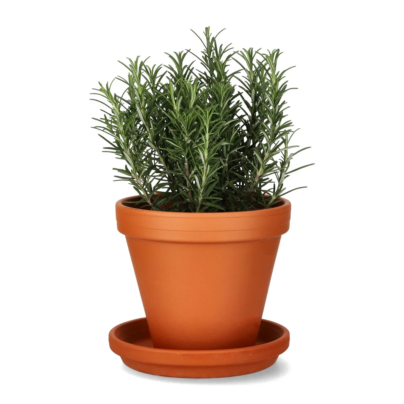 Rosmarinus officinalis 14 cm