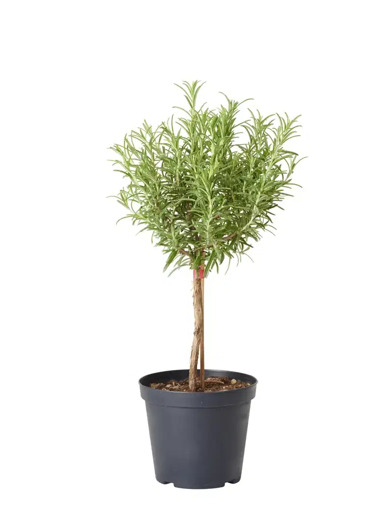 Rosmarinus officinalis stem 14 cm