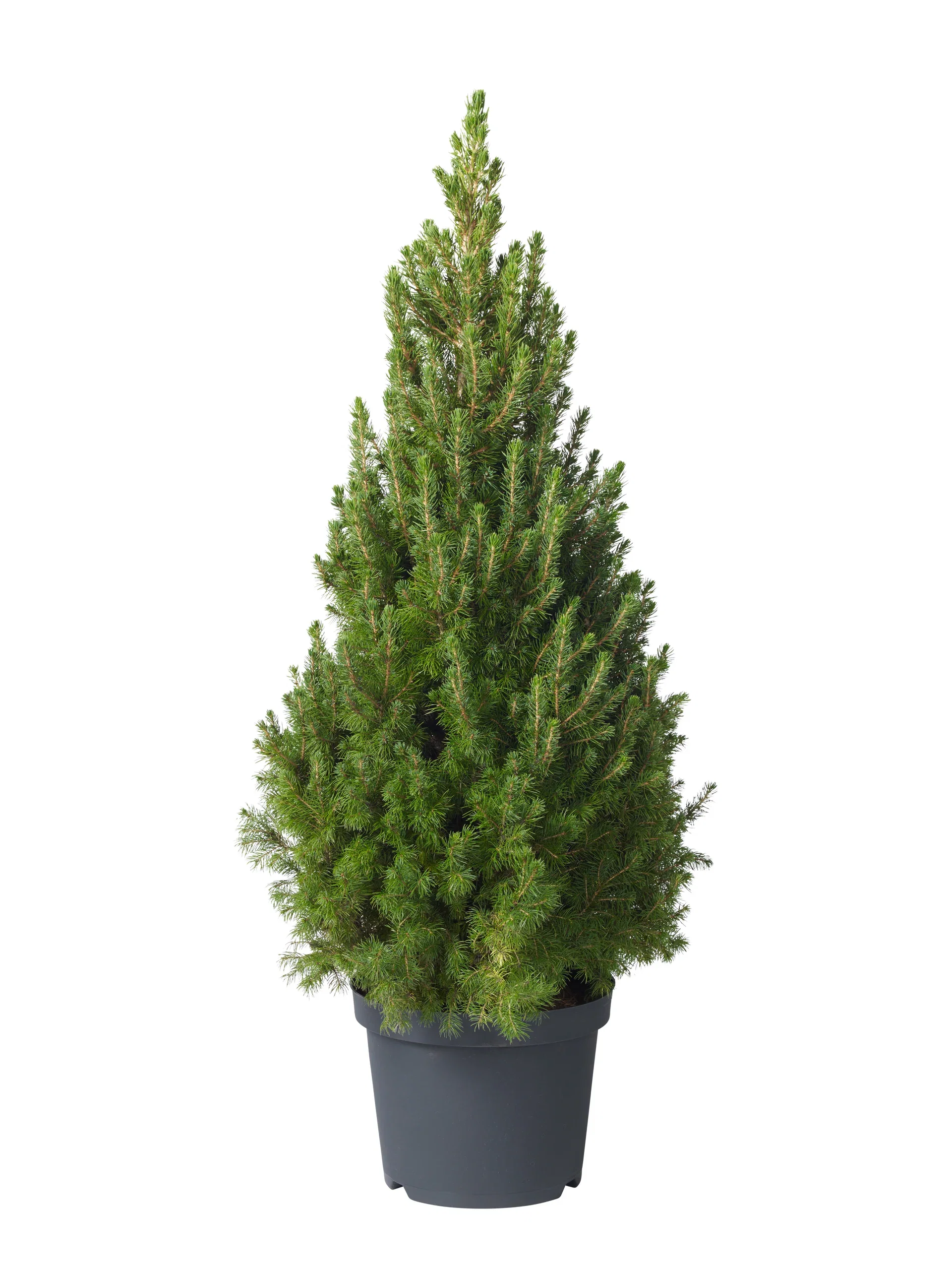 Picea glauca 'Conica' 26 cm