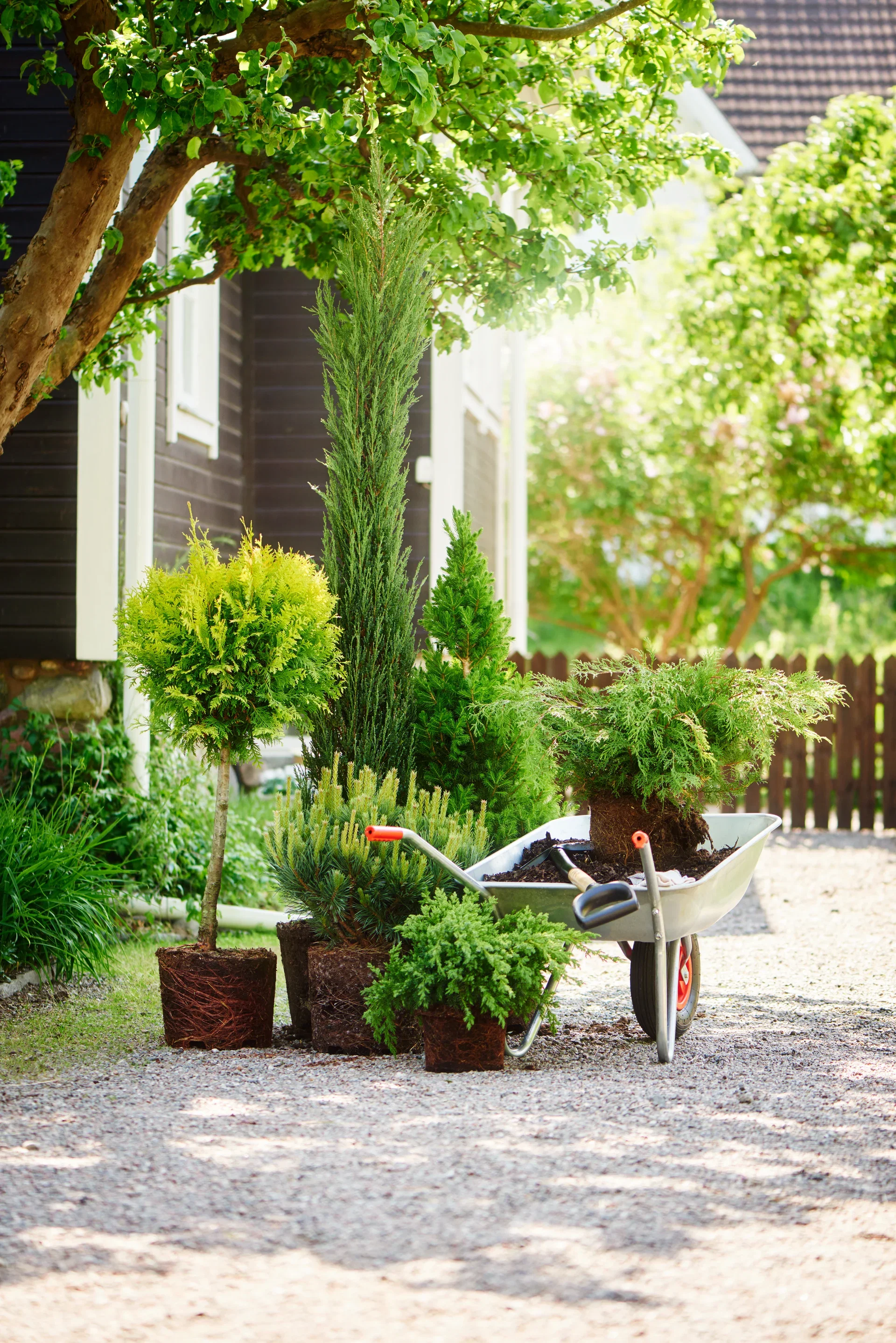Picea glauca 'Conica' 26 cm