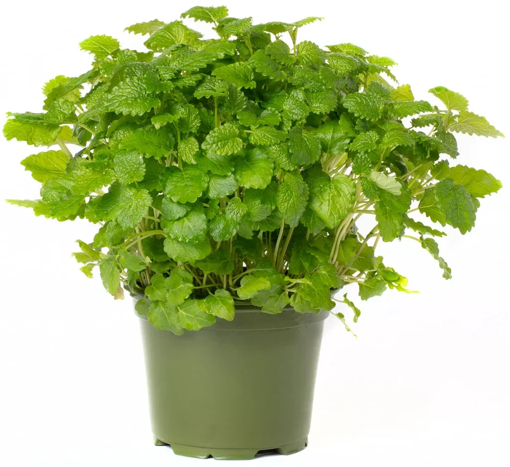 All N. Melissa officinalis 12 cm