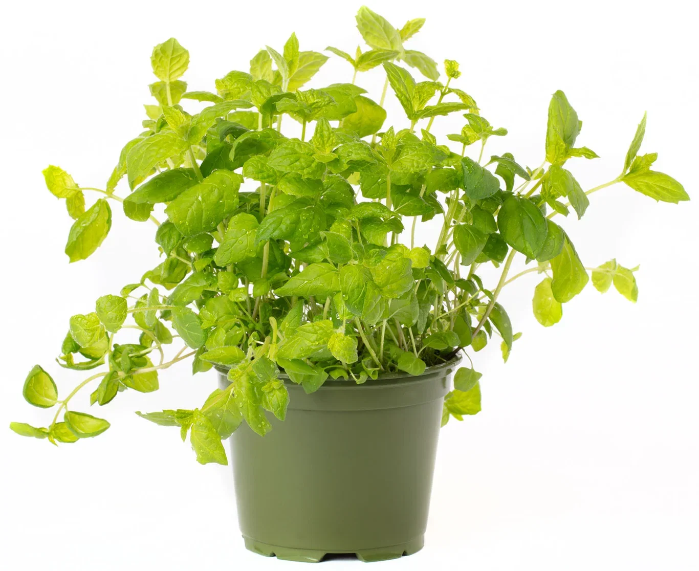 Mynte 'Moroccan'