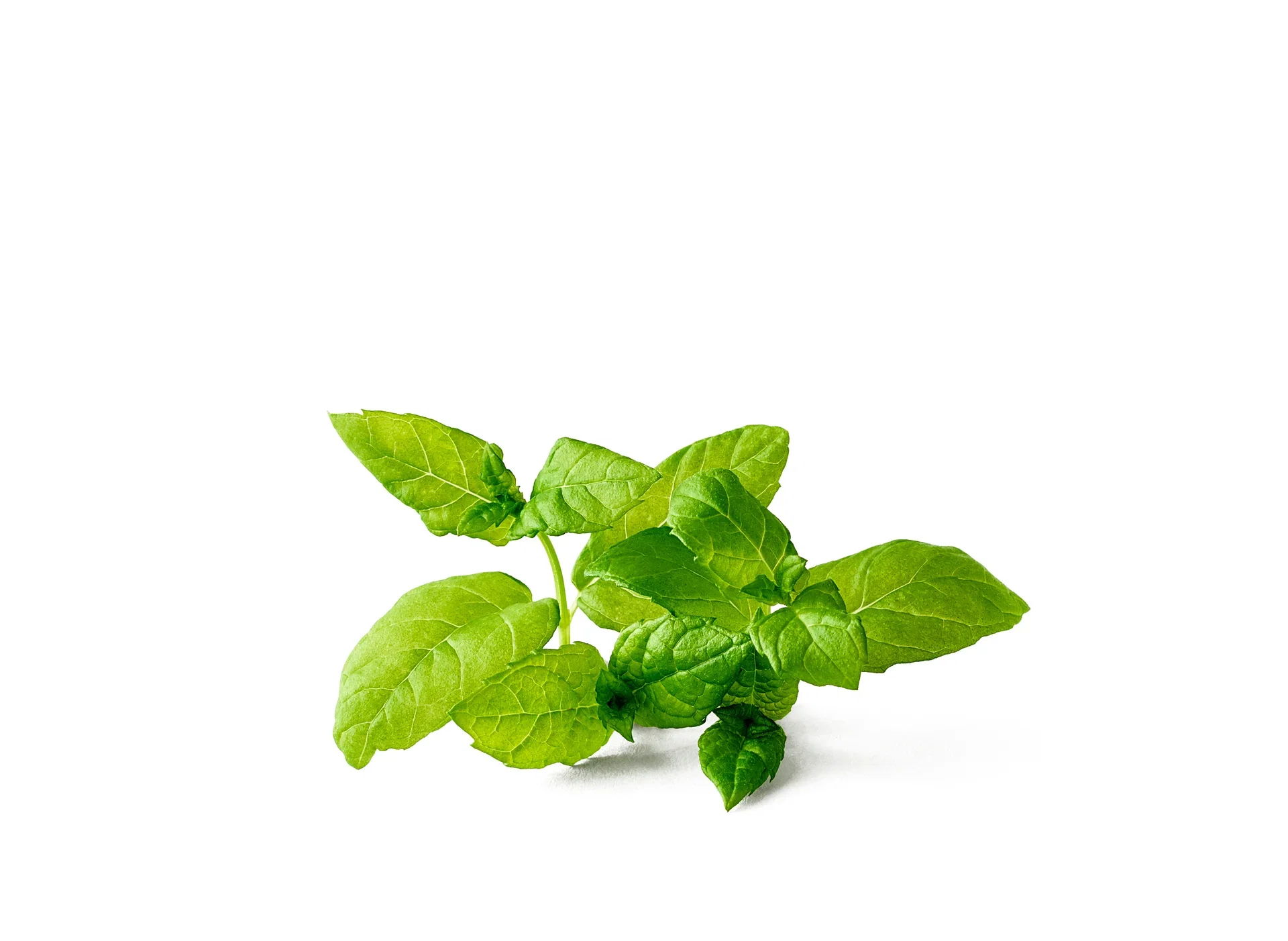 Mentha x piperita KRAV 10,5 cm