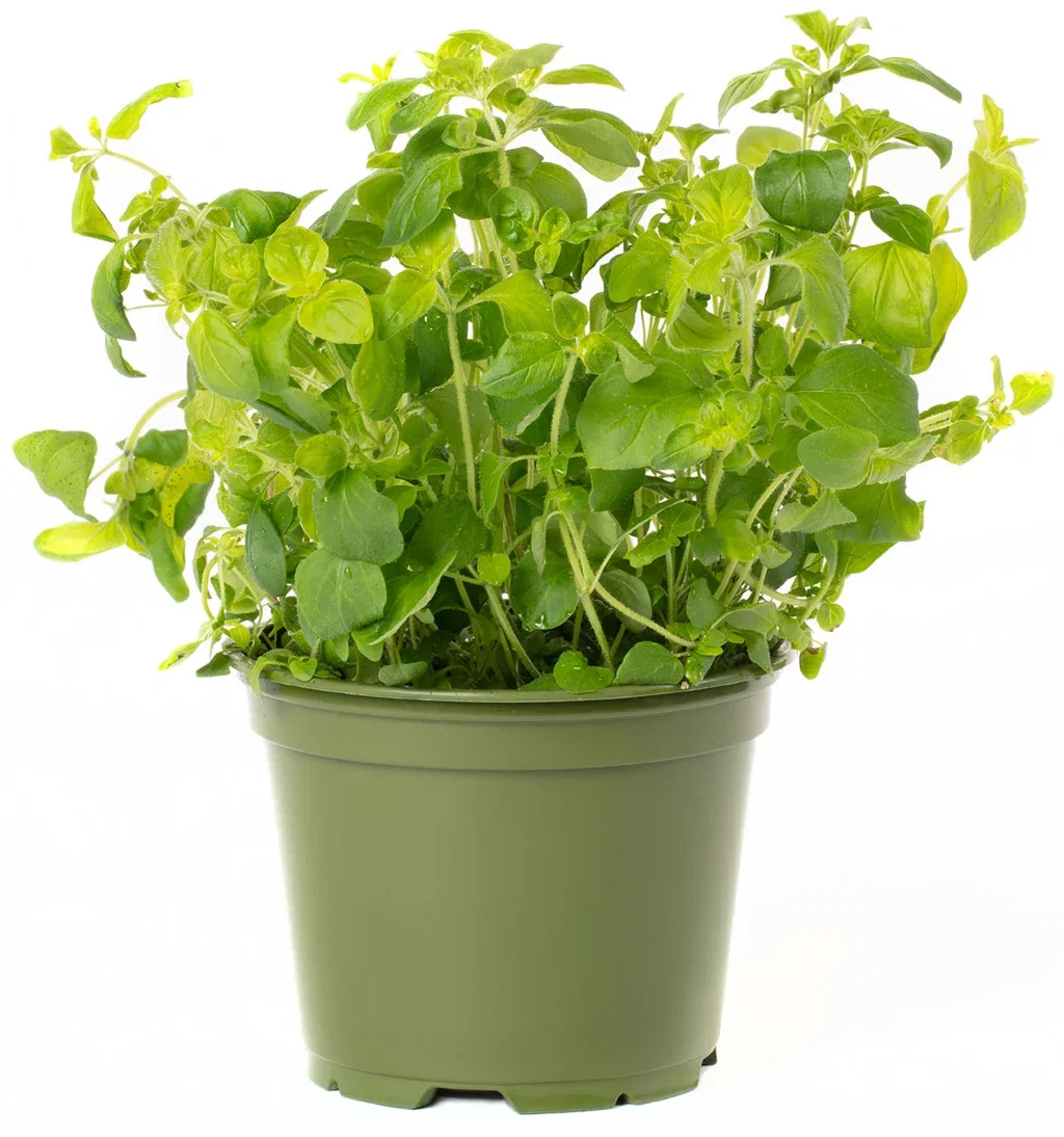 Oregano
