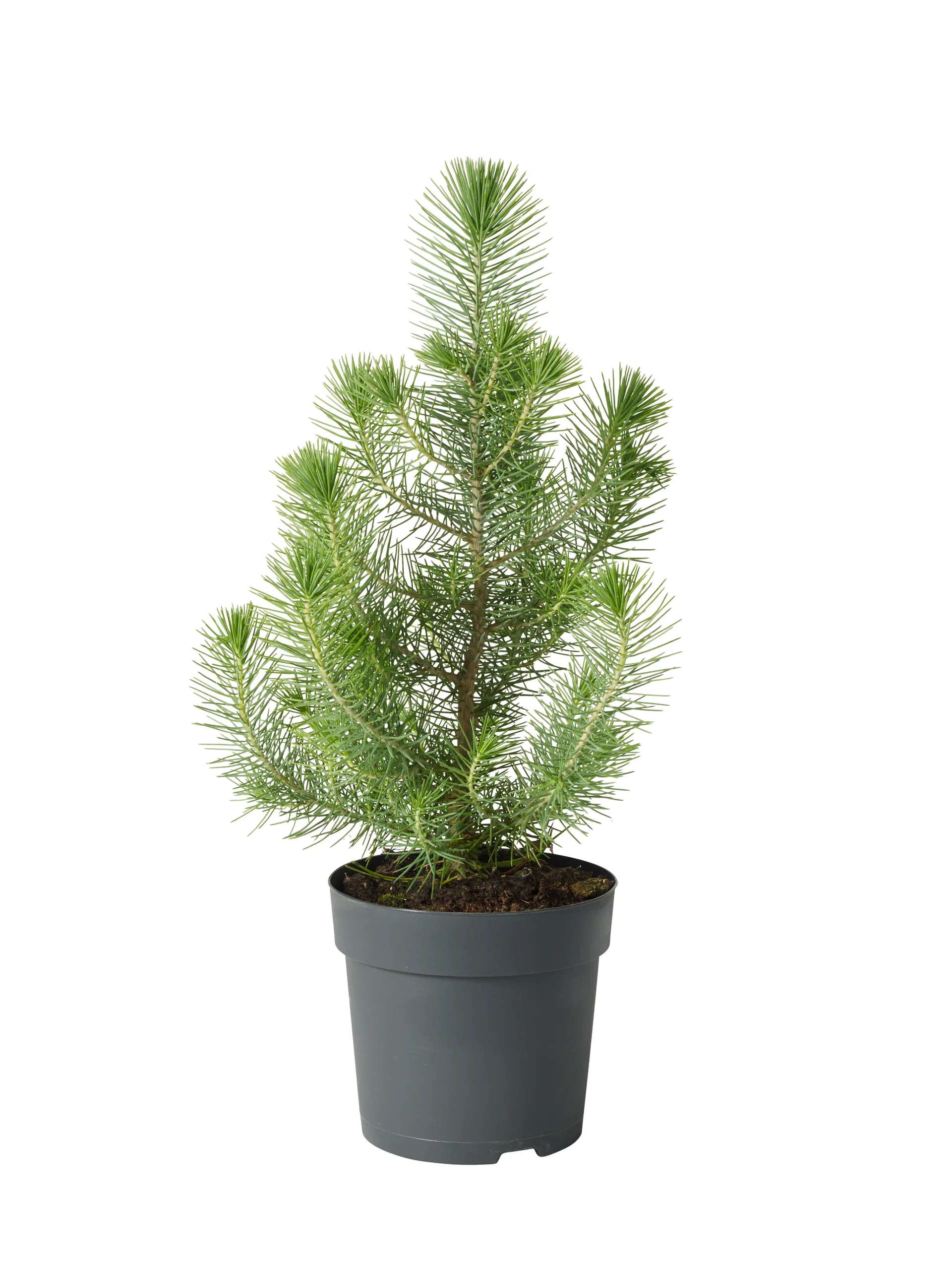 Pinus pinea 'Silver Crest' 10,5 cm