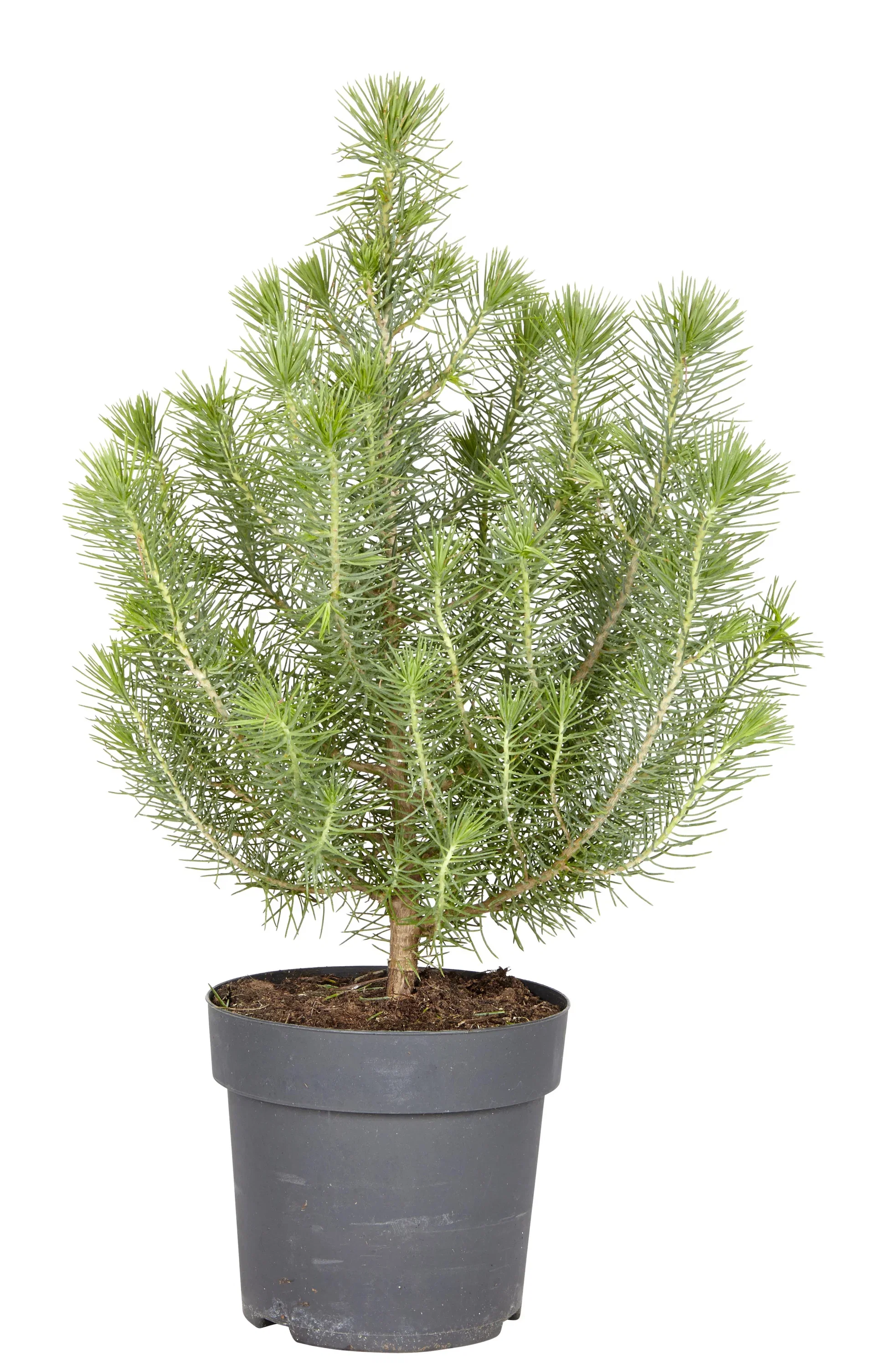 Pinus pinea 'Silver Crest' 10,5 cm