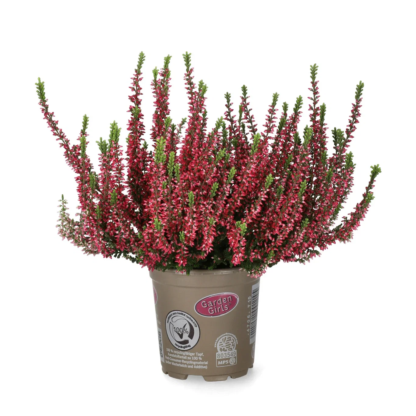 Calluna 10,5 cm