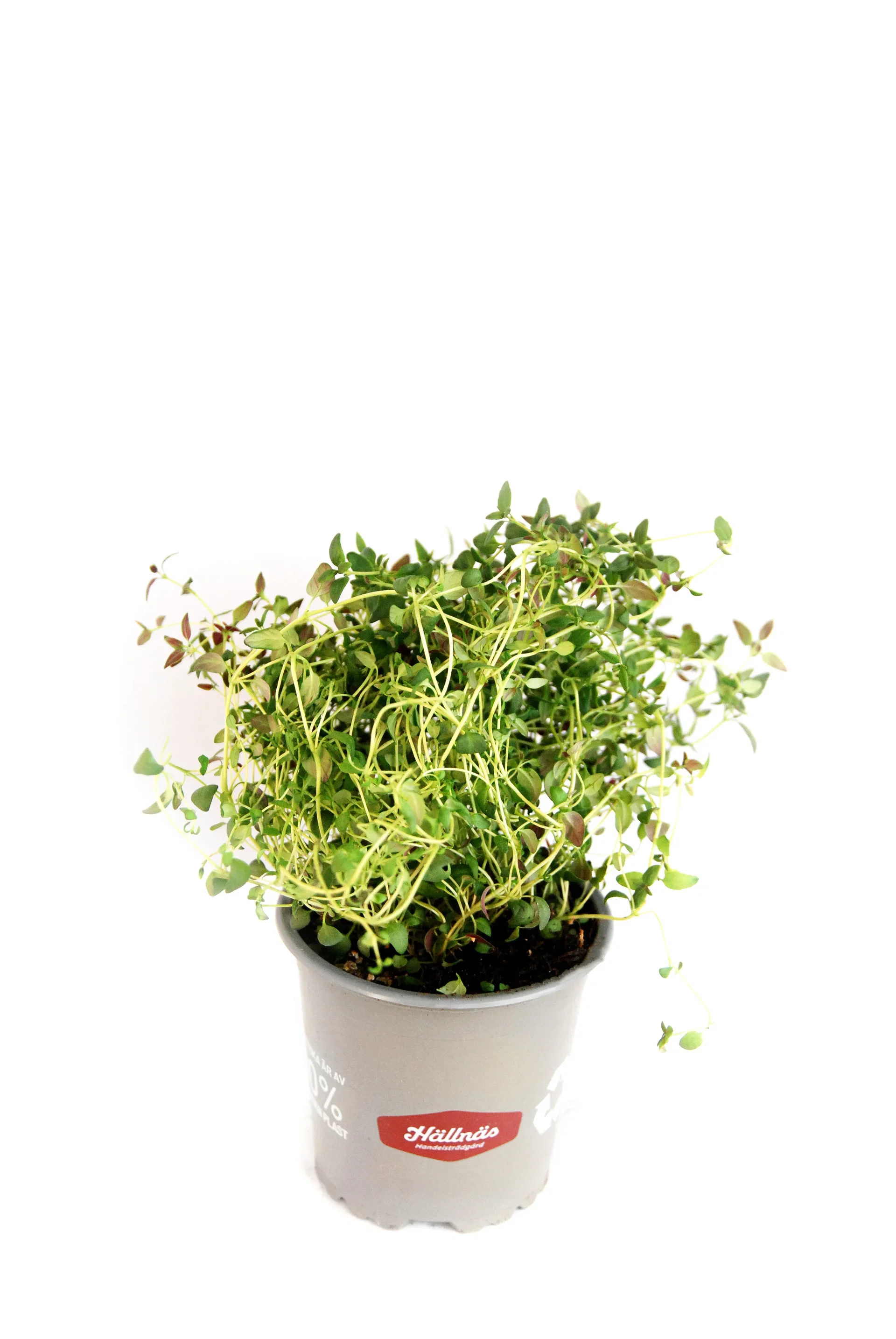 Thymus vulgaris KRAV 10,5 cm