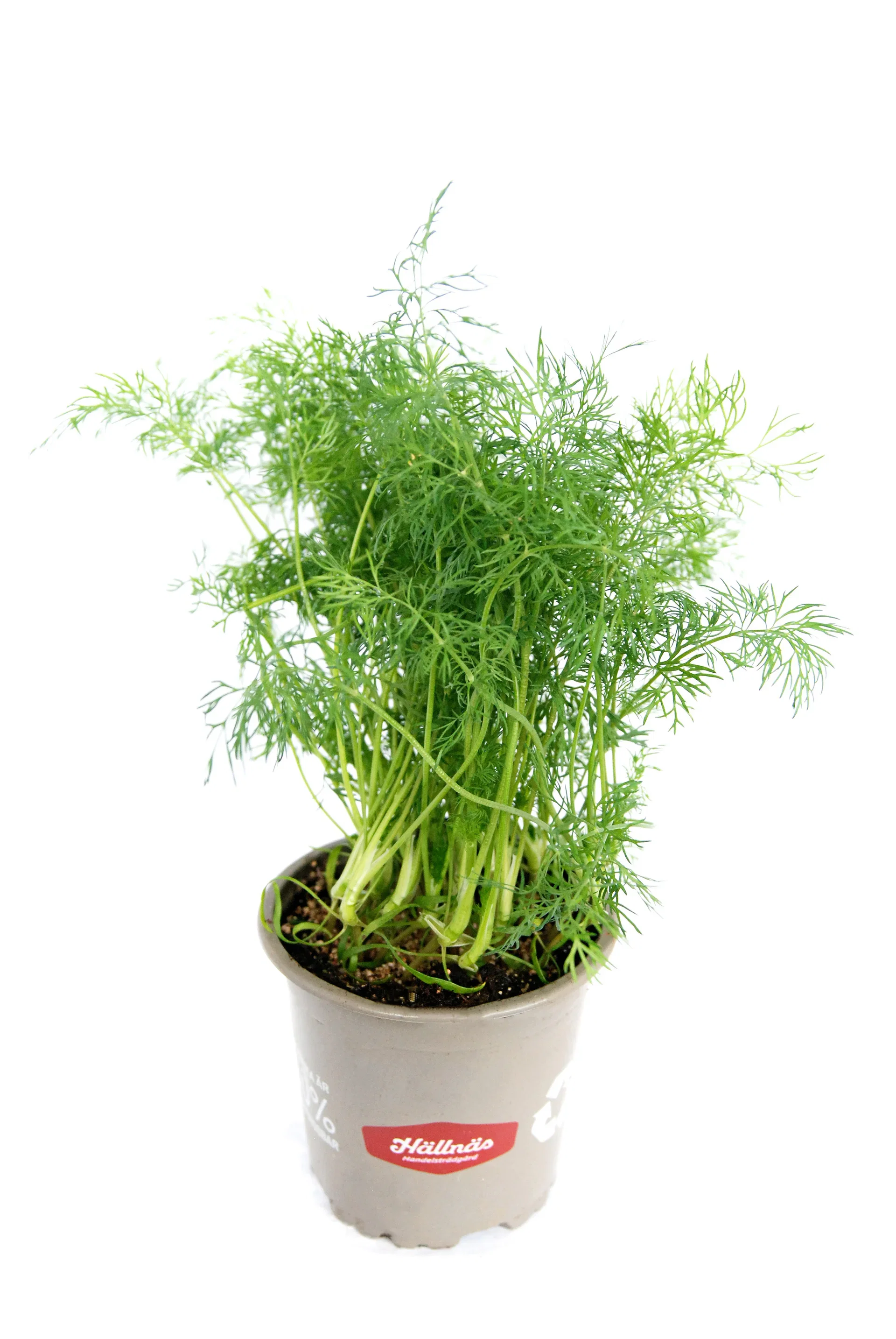 Anethum graveolens KRAV 10,5 cm