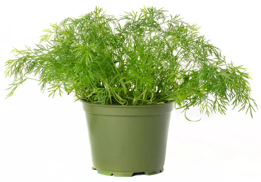 Dill