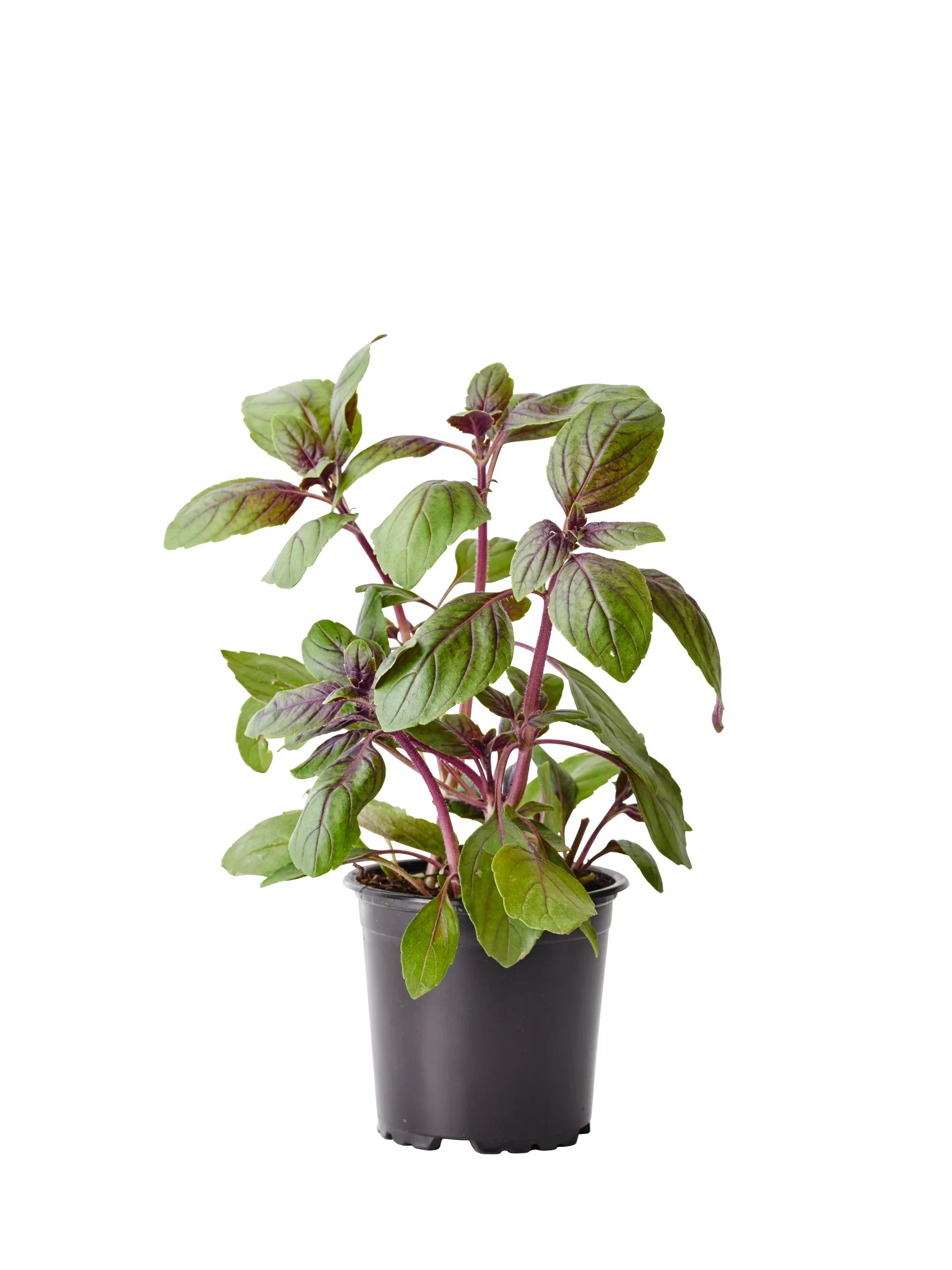 Basilikum 'Blue Magic Mountain'