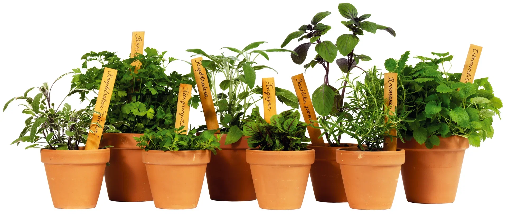 Allium schoenoprasum KRAV 10,5 cm