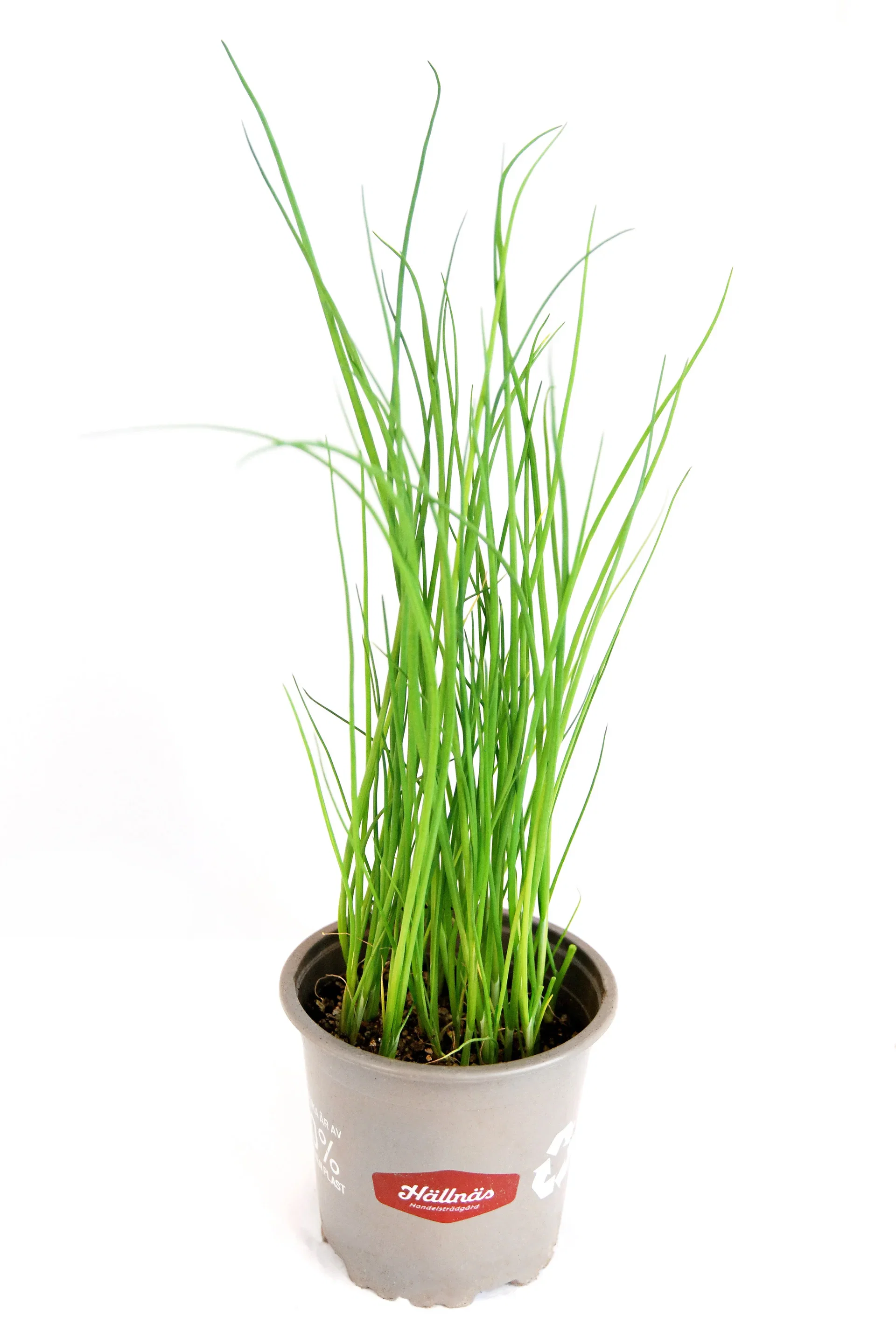 Allium schoenoprasum KRAV 10,5 cm