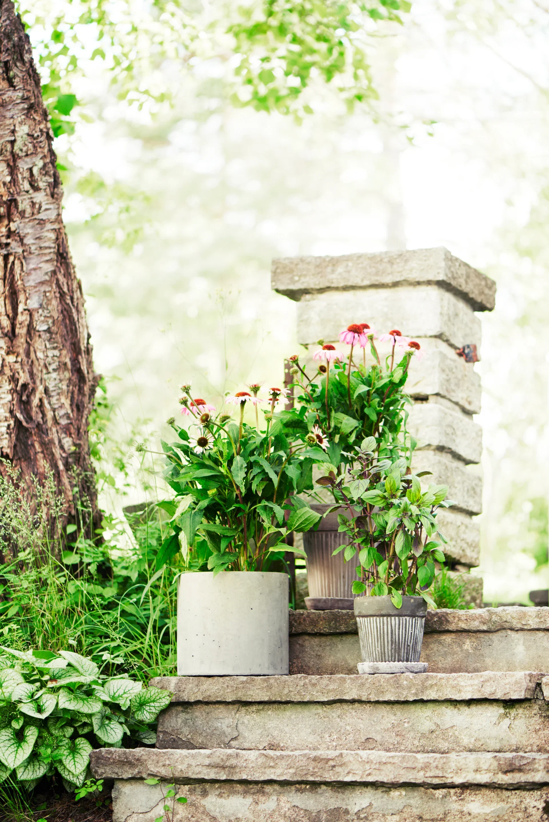 Basilikum 'Blue Magic Mountain'