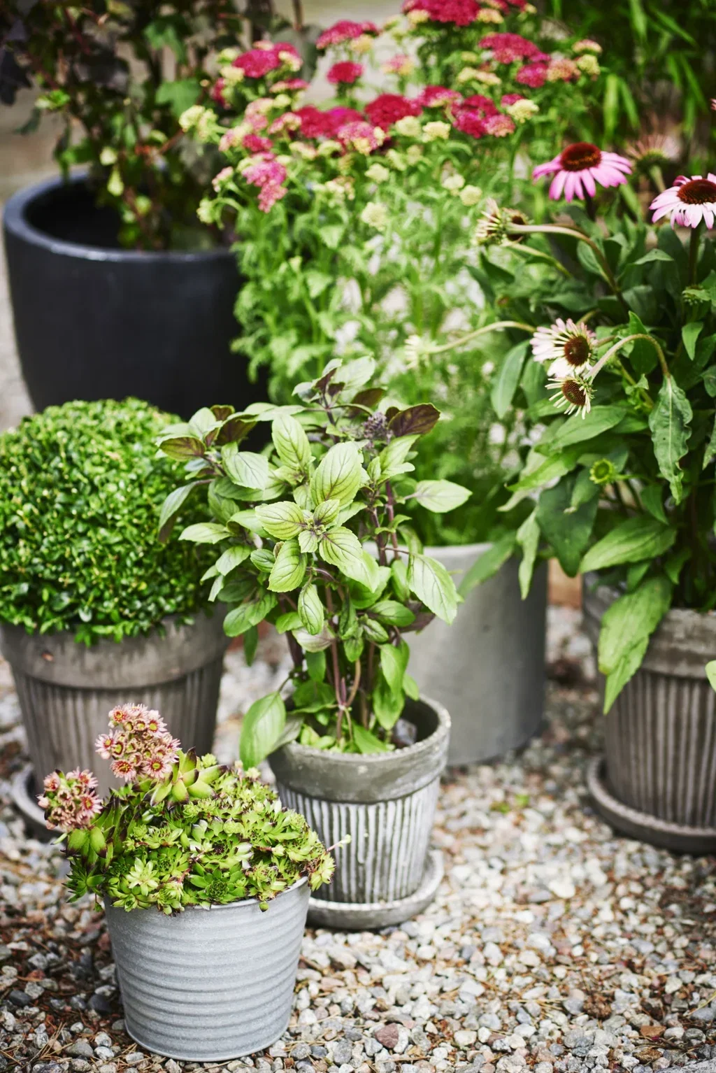 Basilikum 'Blue Magic Mountain'