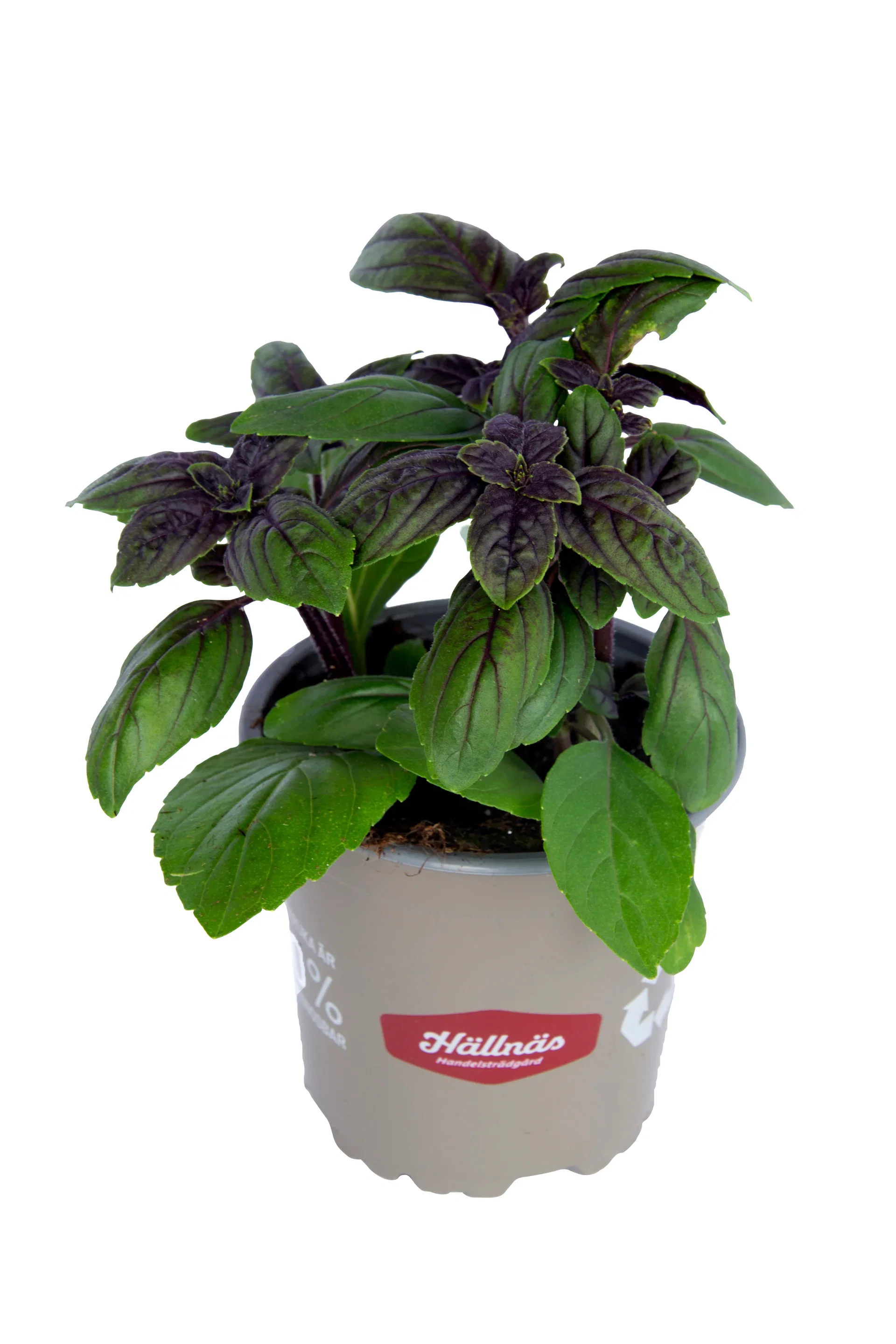 Basilikum 'Blue Magic Mountain'