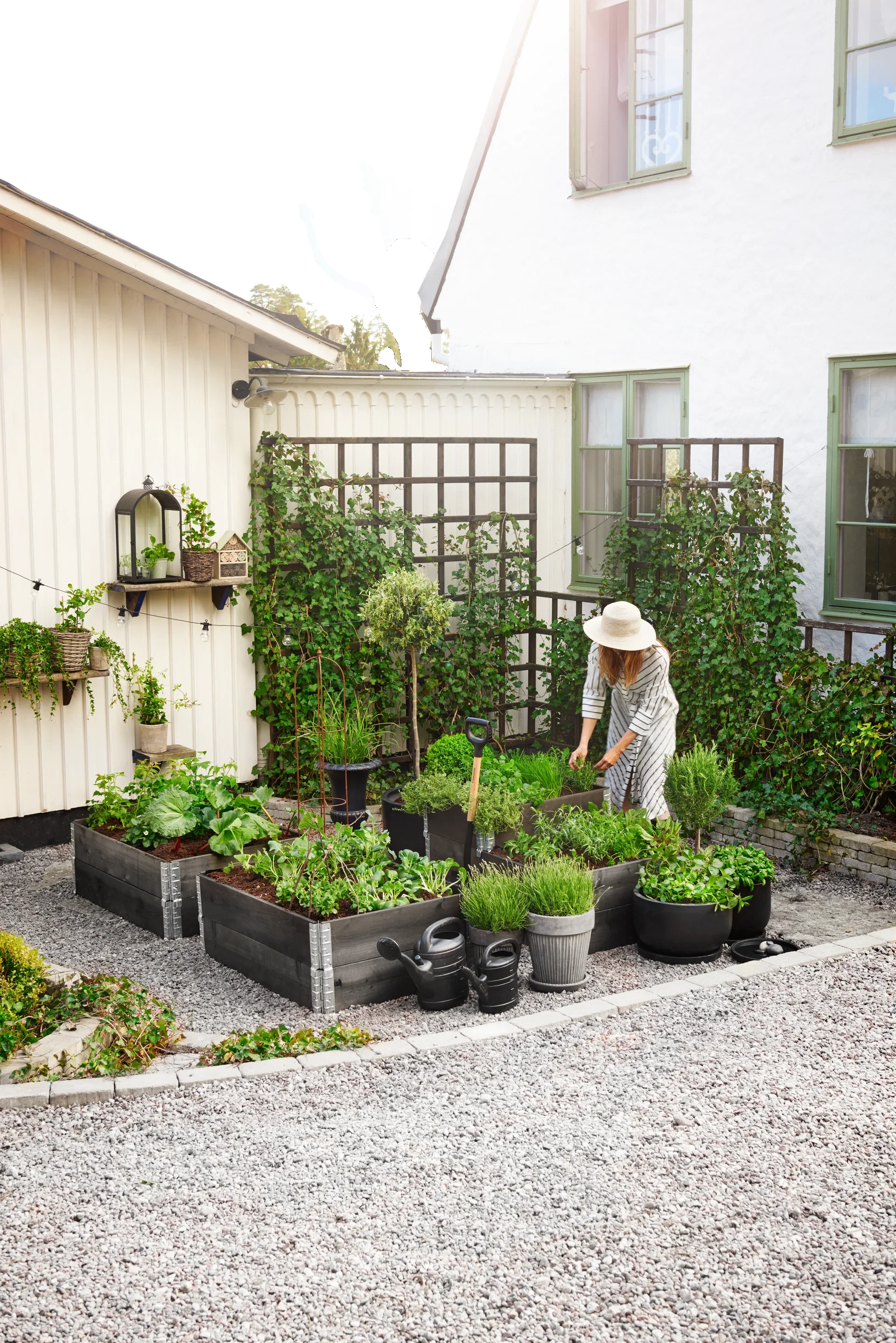 Artemisia dracunculus KRAV 10,5 cm