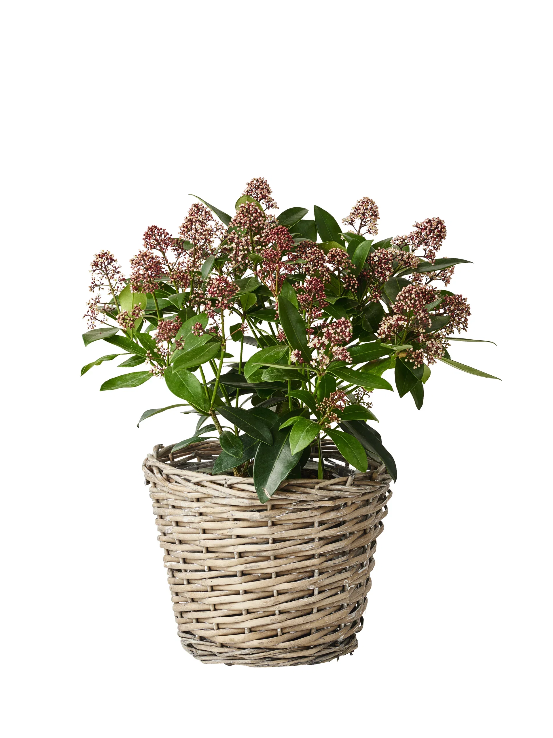 Skimmia j. 'Rubella' 20-25 17 cm