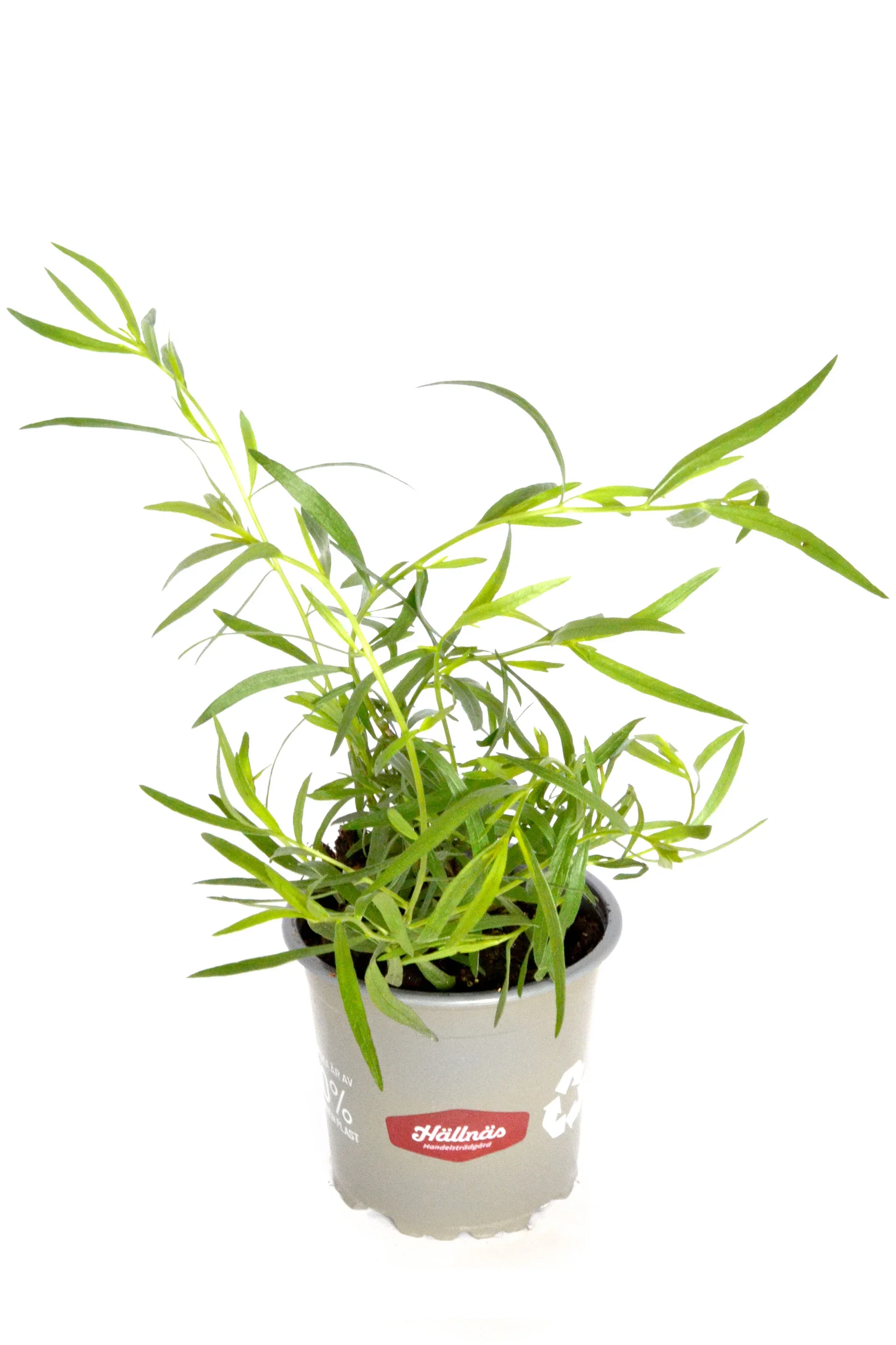 Artemisia dracunculus KRAV 10,5 cm