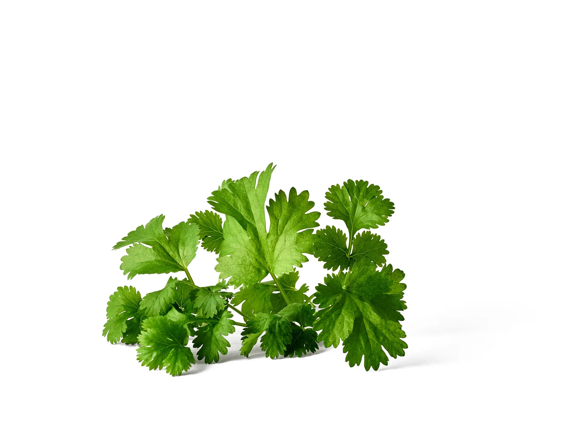 Coriandrum sativum KRAV 10,5 cm