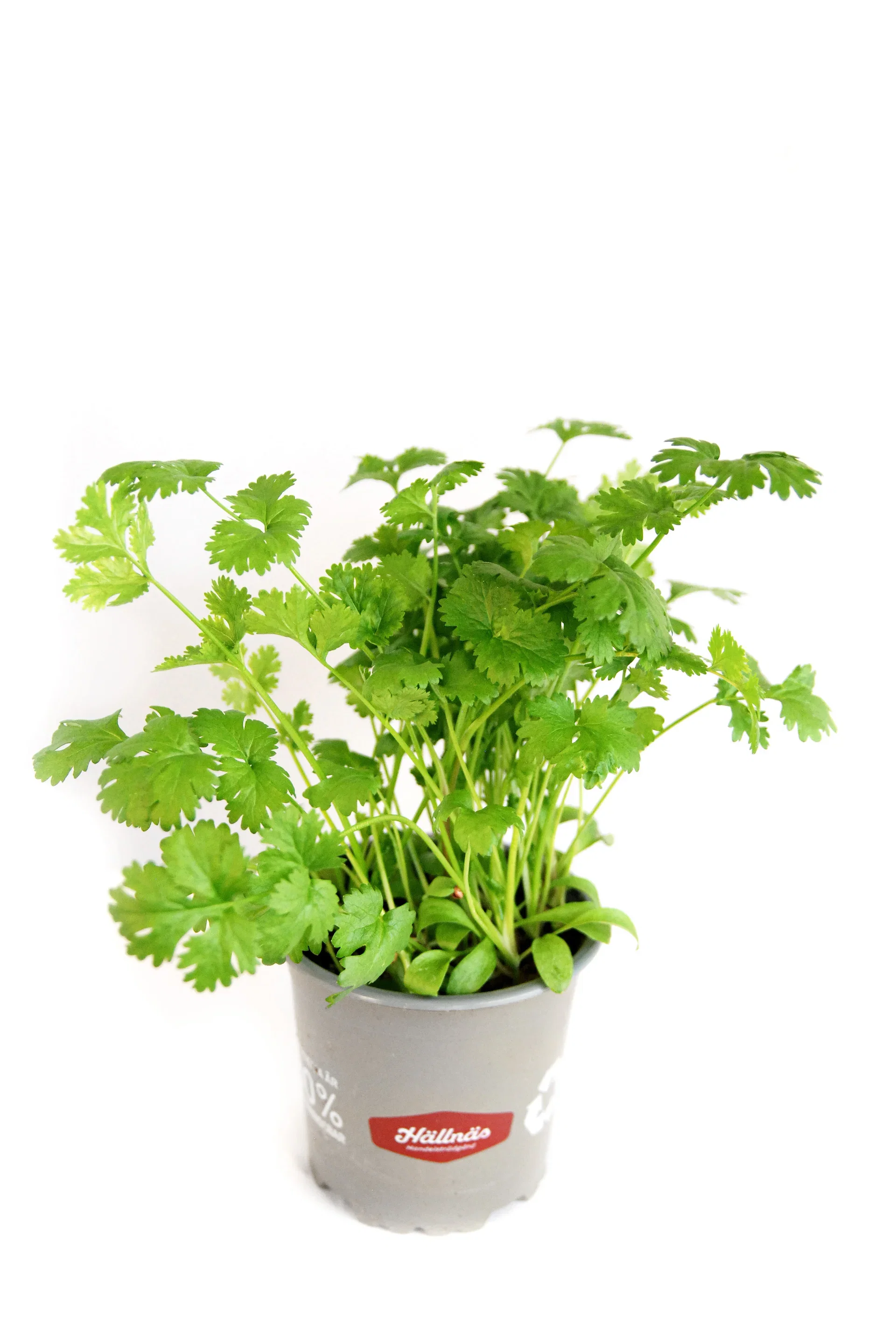 Coriandrum sativum KRAV 10,5 cm