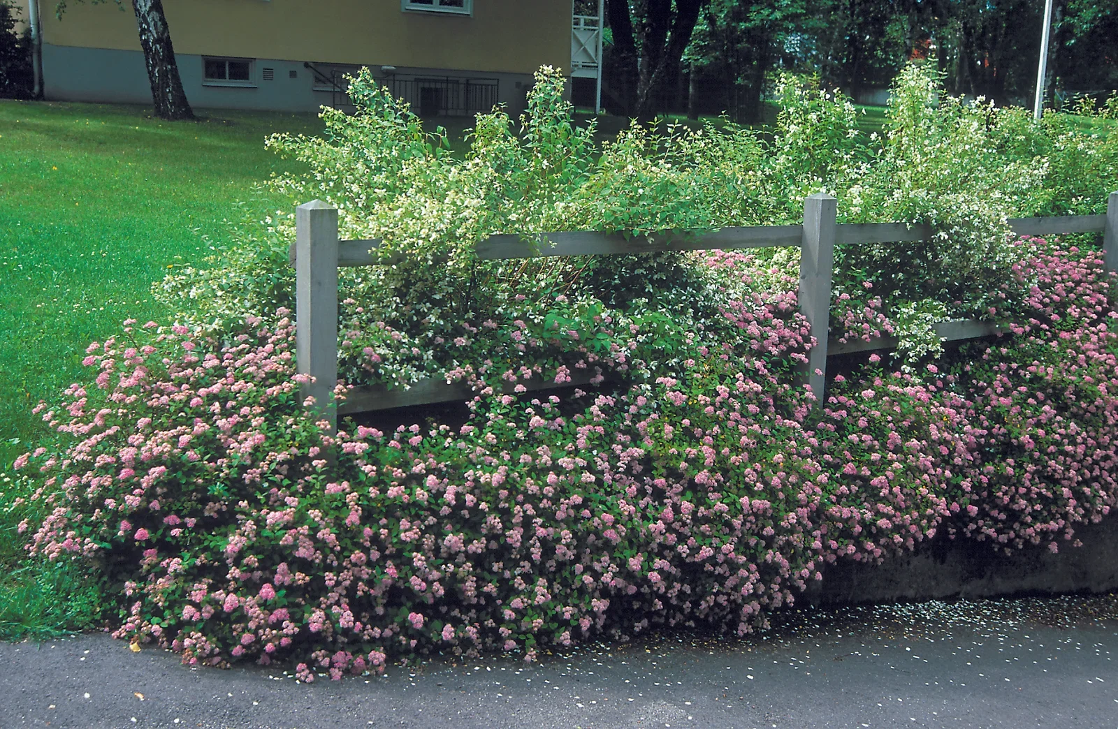 Japanspirea 'Little Princess'