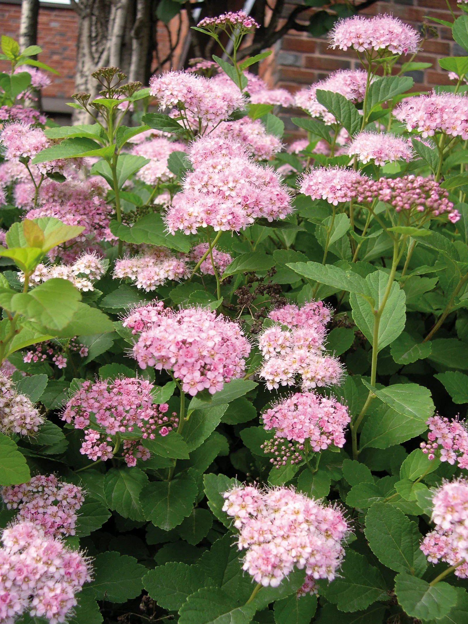 Japanspirea 'Little Princess'