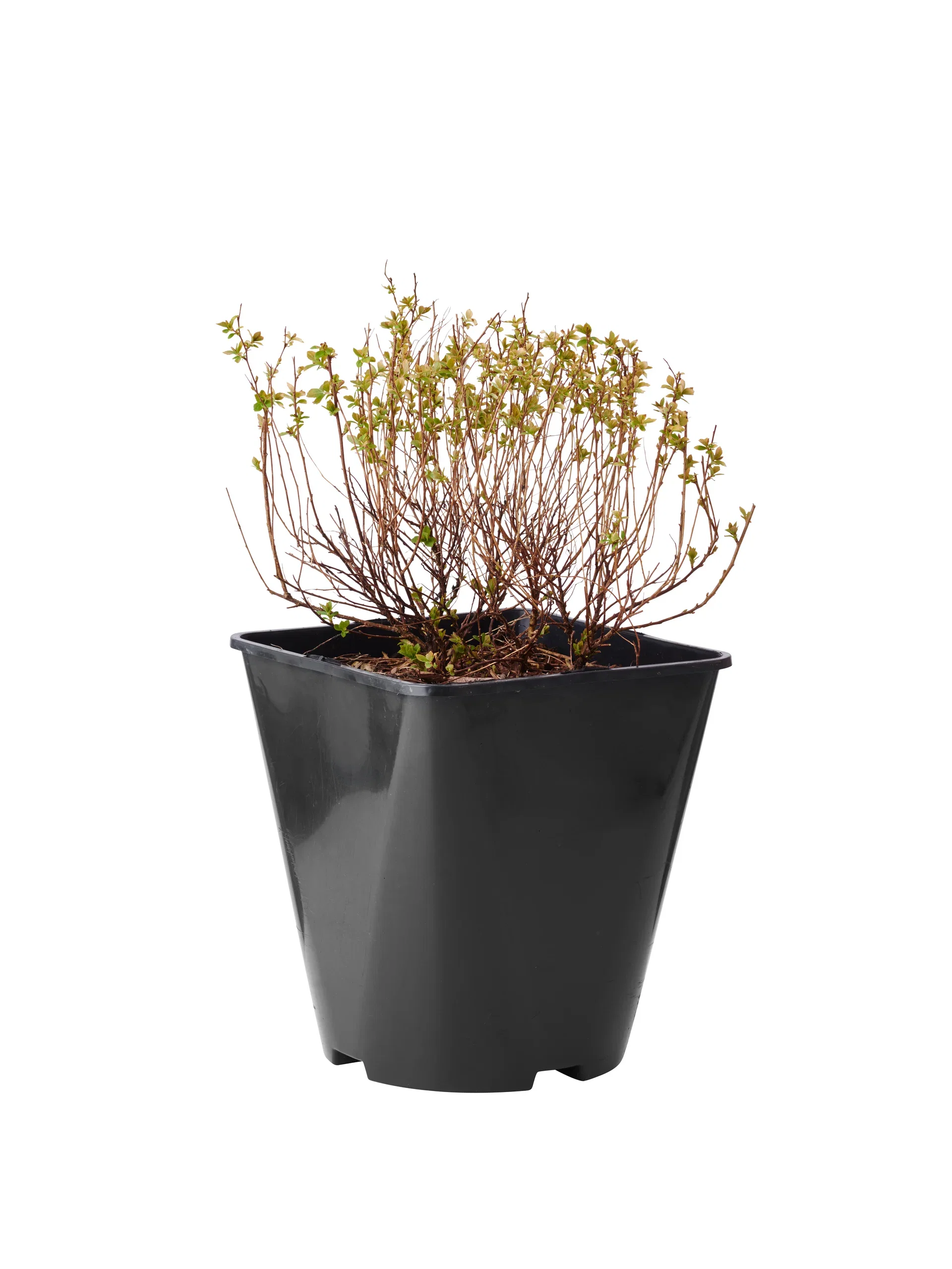 Japanspirea 'Little Princess'