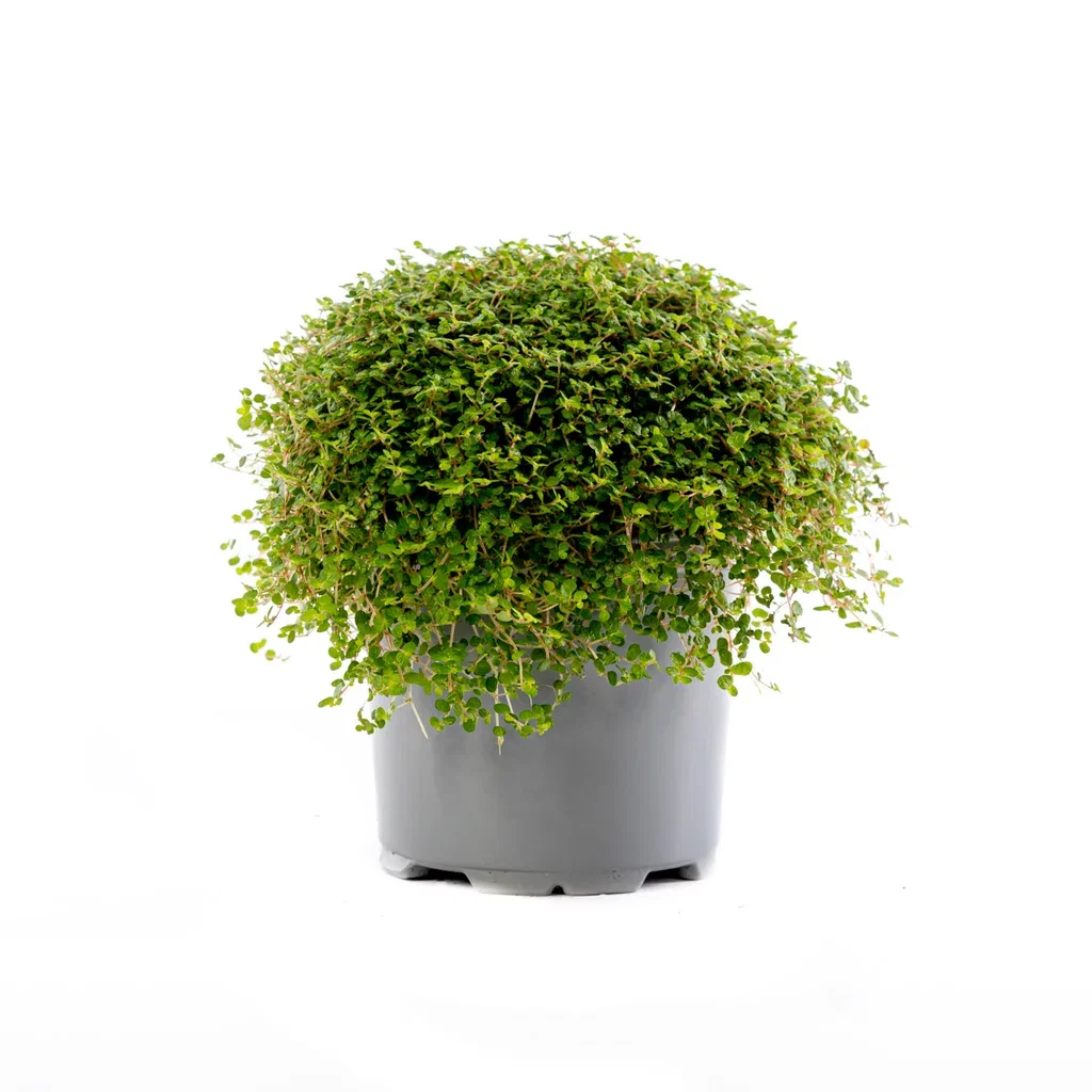 Soleirolia Soleirolii 10,5 cm