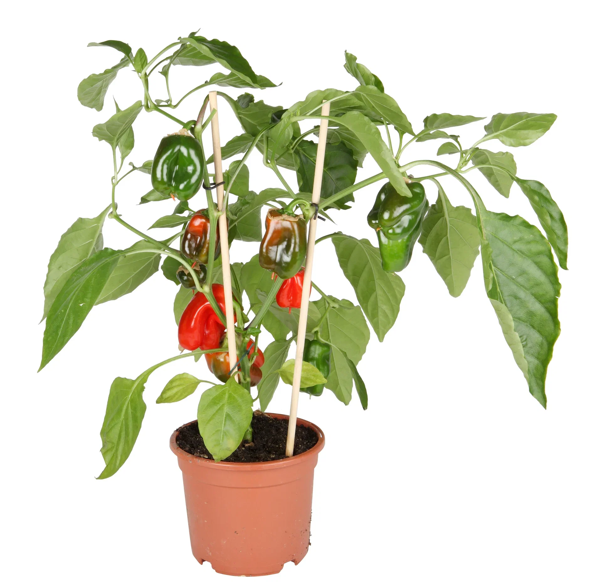 Ready Snack Pepper Red 14 cm