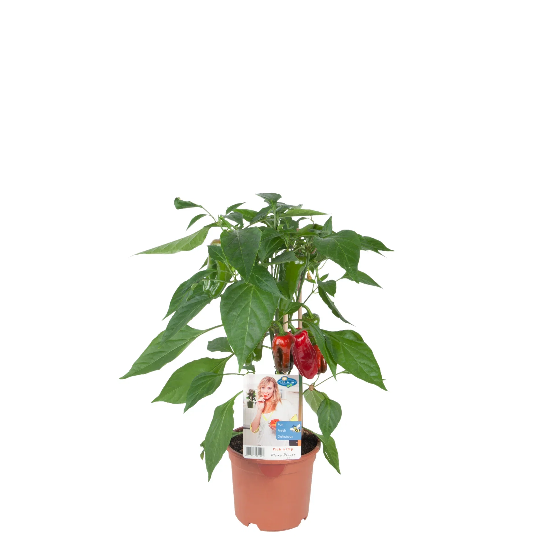 Ready Snack Pepper Red 14 cm