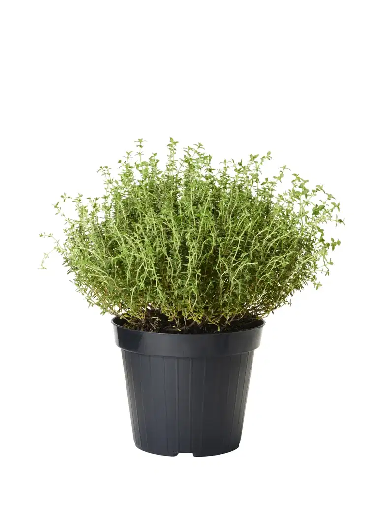 Thymus vulgaris 17 cm