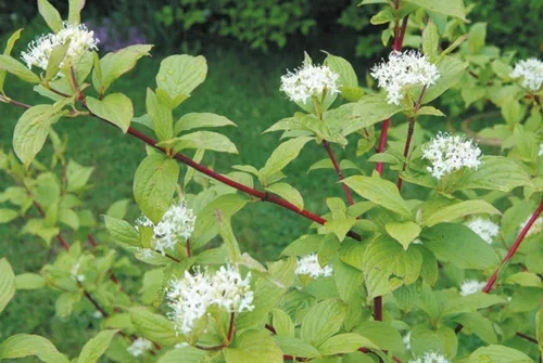 Cornus alba 'Sibirica' 17cm