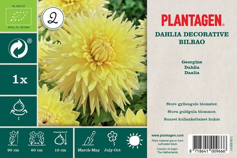 Dahlia Decorative Bilbao (Orga